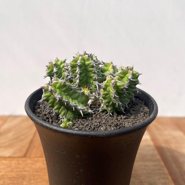 Euphorbia mitriformis【ユーフォルビア・ミトリフォルミス】