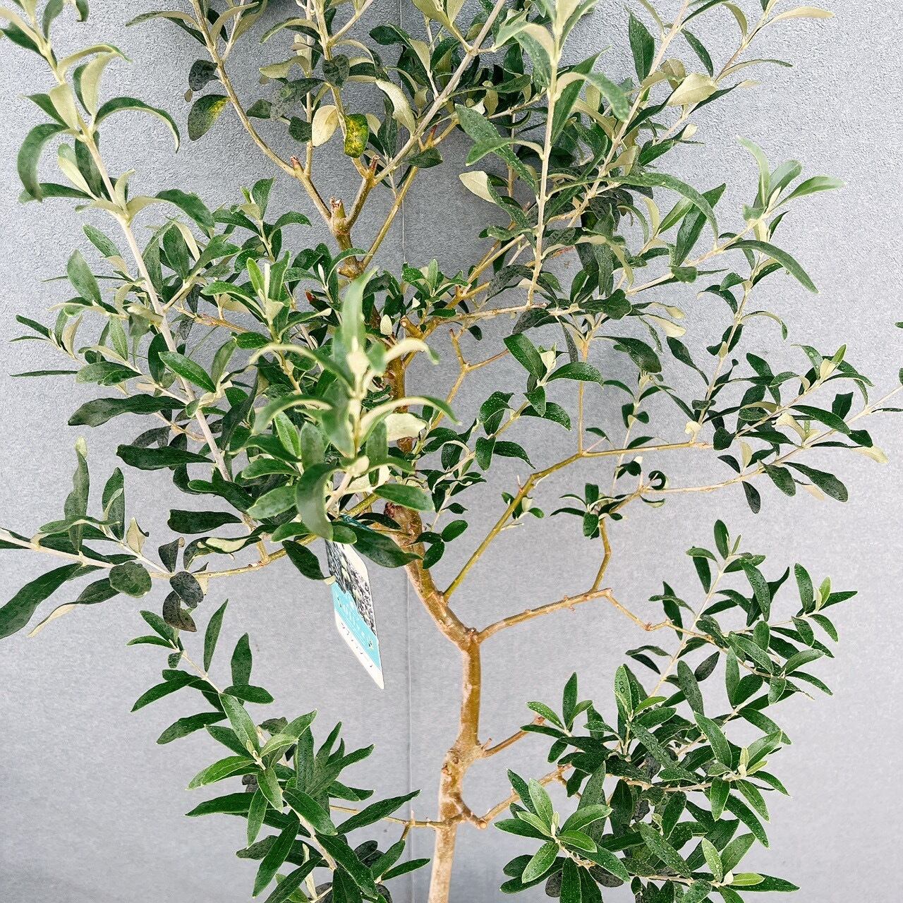 現品］【希少】21番 オリーブ アスコラーナ 8号 観葉植物 レア