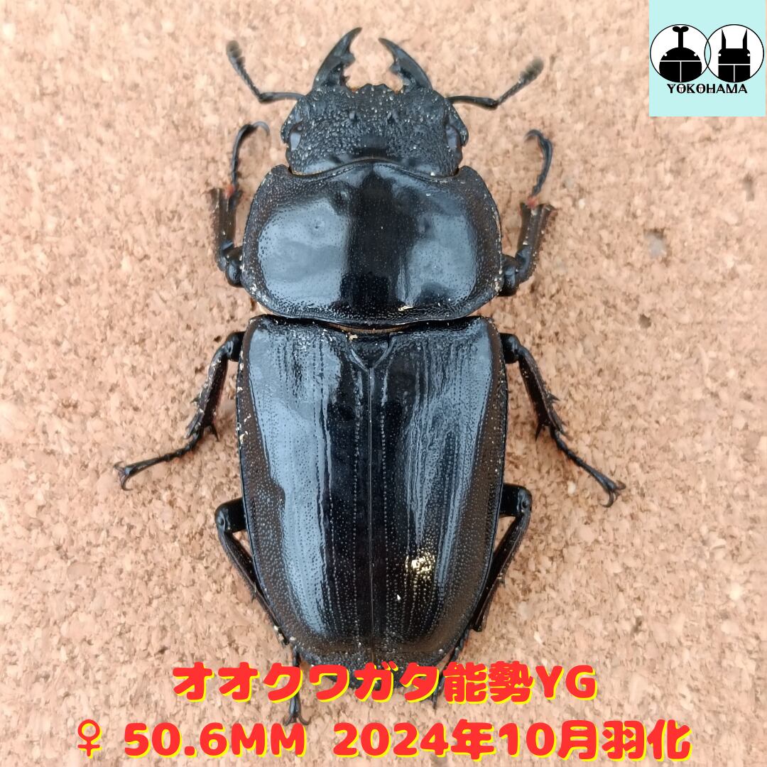 ミナミ♂82.8mm(92.10mm同腹) 能勢YG 24-10 新成虫 オオクワガタ