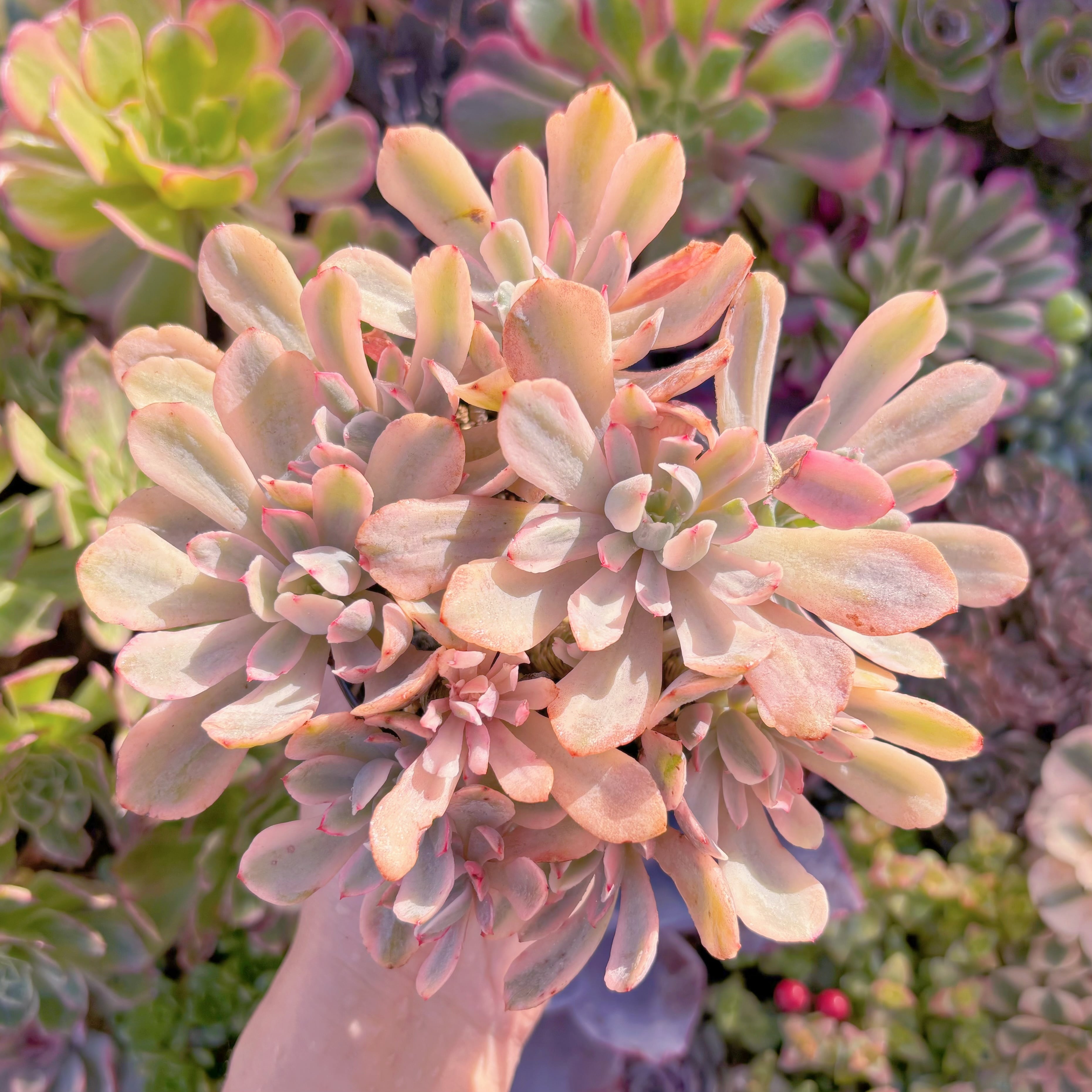 現品　hoveyi錦#2170　群生　るる農園