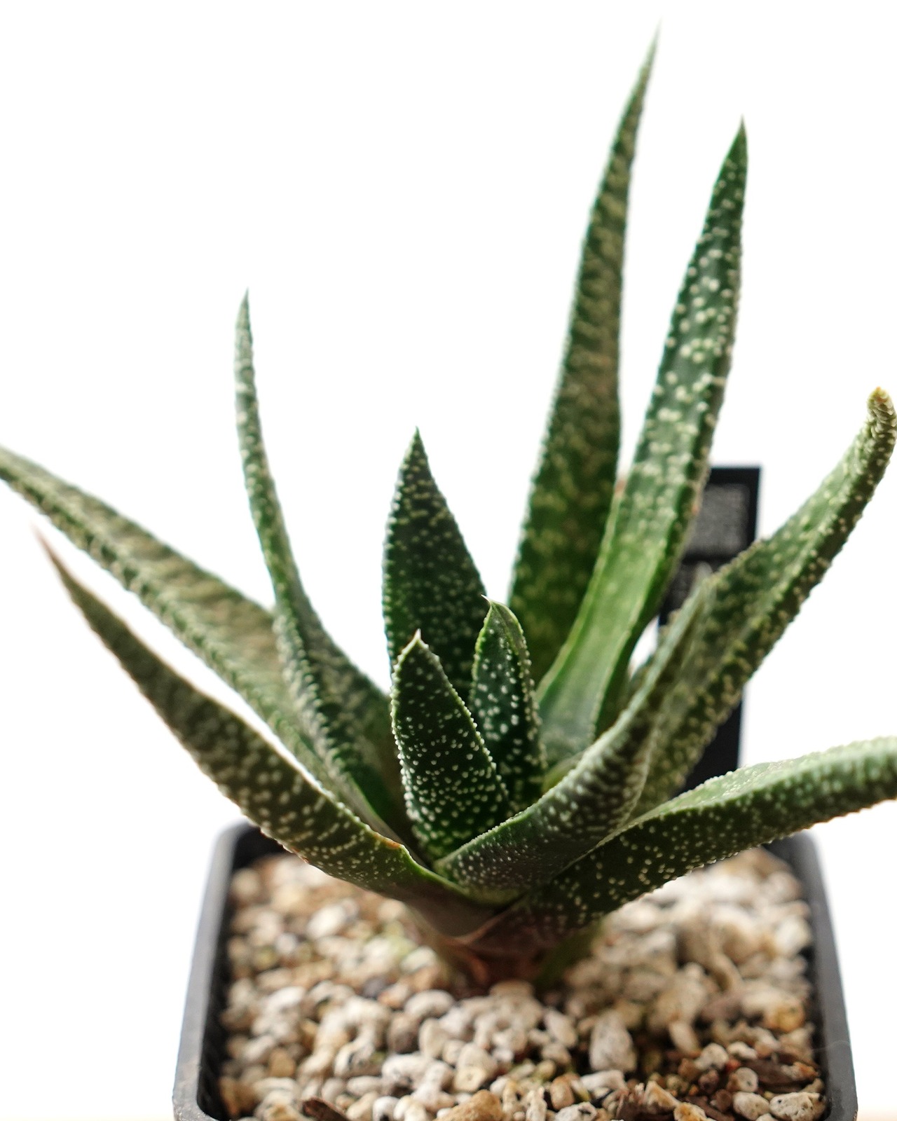 抜き苗 ガストラロエ 満天の星 Gasteraloe 'Manten no Hoshi'