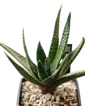 抜き苗 ガストラロエ 満天の星 Gasteraloe 'Manten no Hoshi'