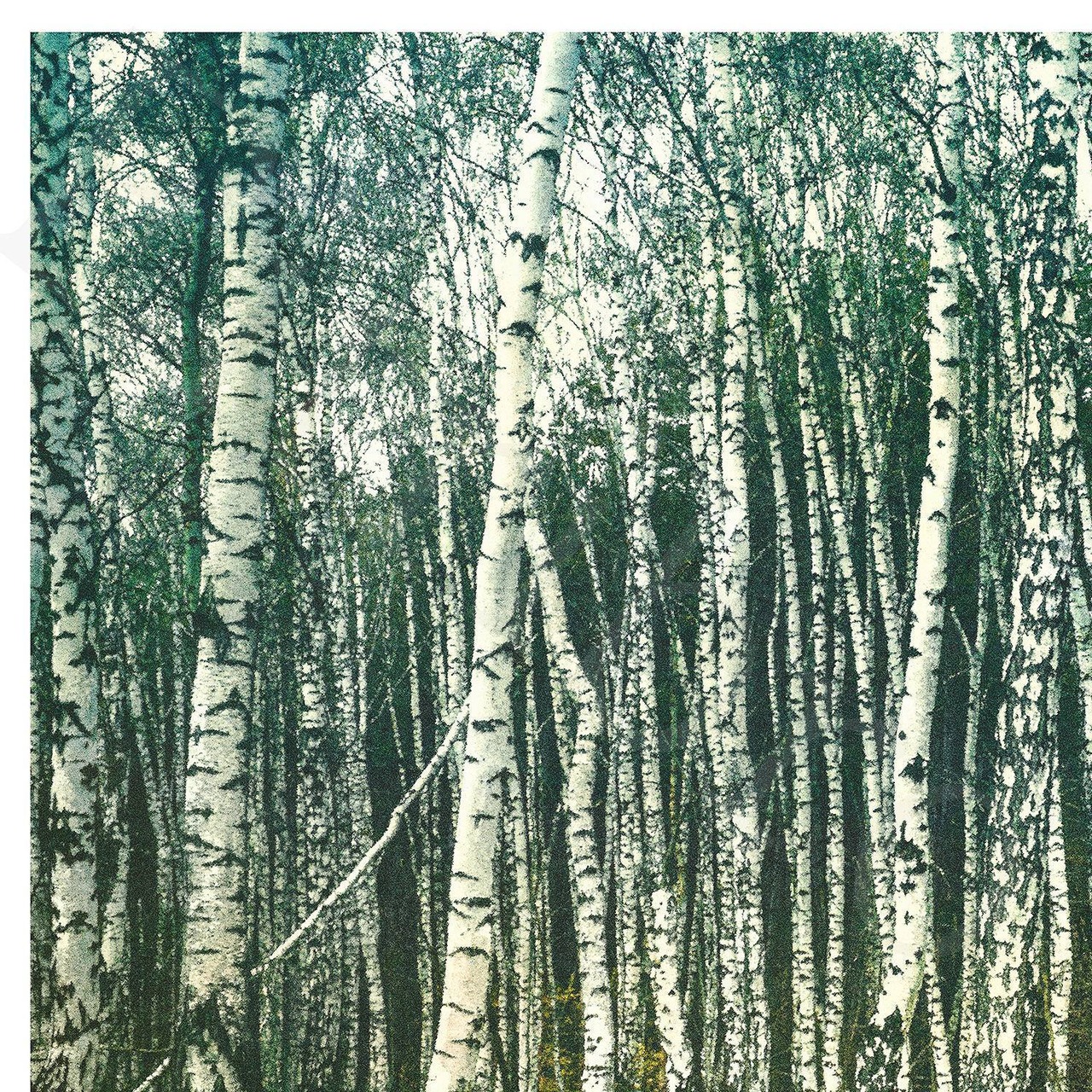 アートポスター /  Birch forest no.2  eb162