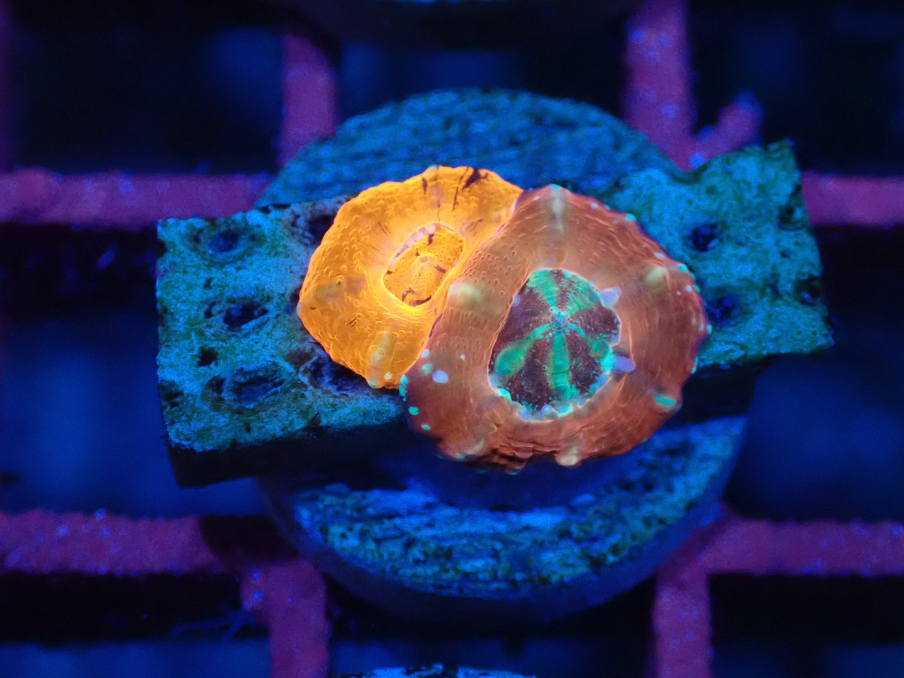 Scolymia BabyGarden 6