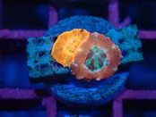 Scolymia BabyGarden 6