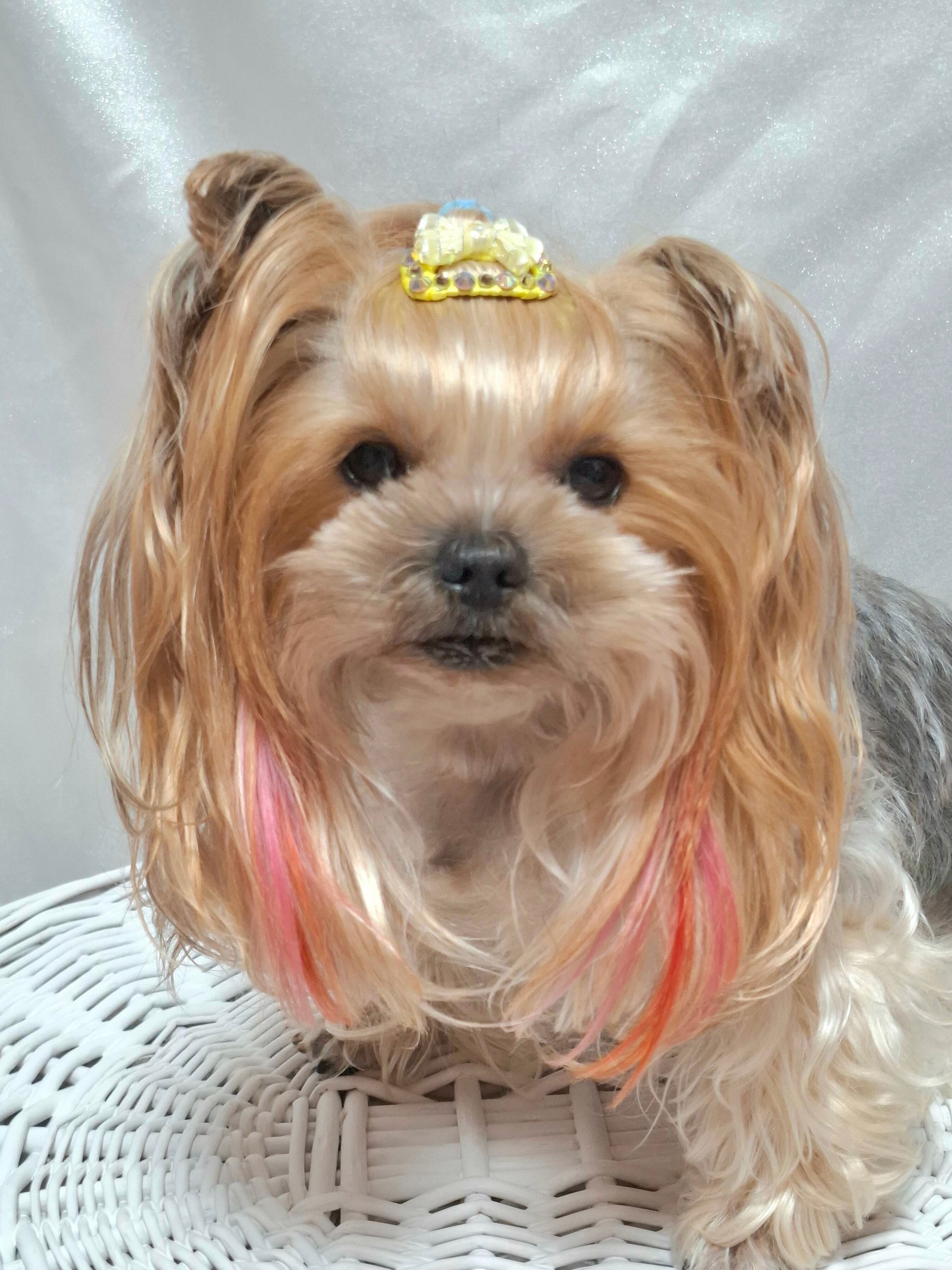 羊毛フェルトヨークシャテリア マルチーズ 羊毛フェルトヨークシャ