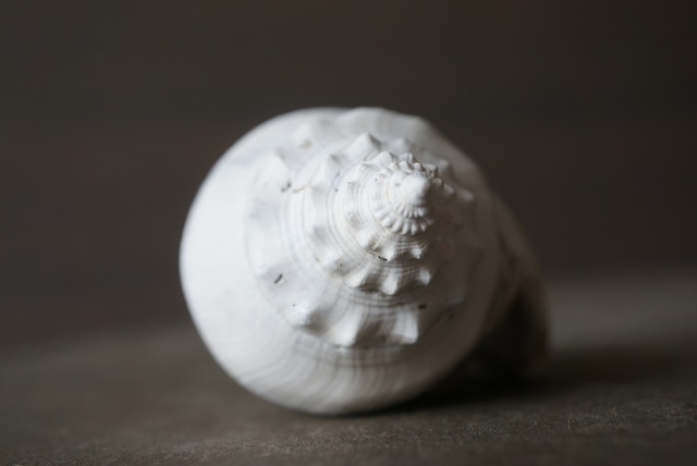 フロリダ州産 巻貝化石 Strombus alatus 1595