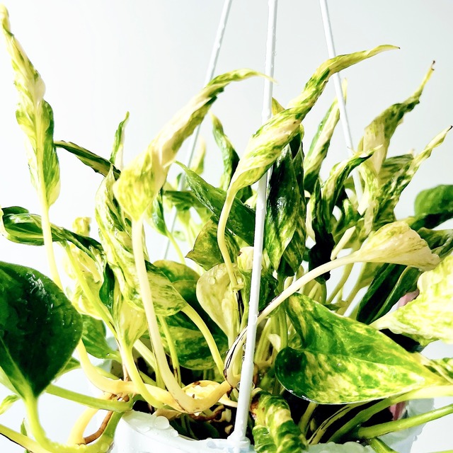 《希少》ポトス テルノサンシャイン 登録品種 ハンギング 観葉植物 calmcafe