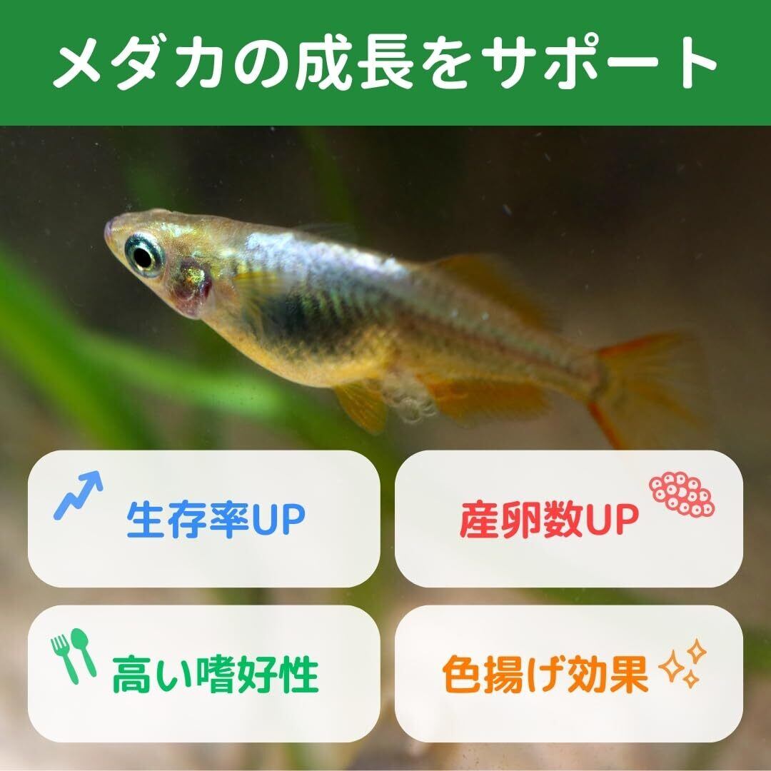 メダカ 餌 極粉末 (60g: 針子 稚魚 用) 微粉末 初期育成餌 孵化直後