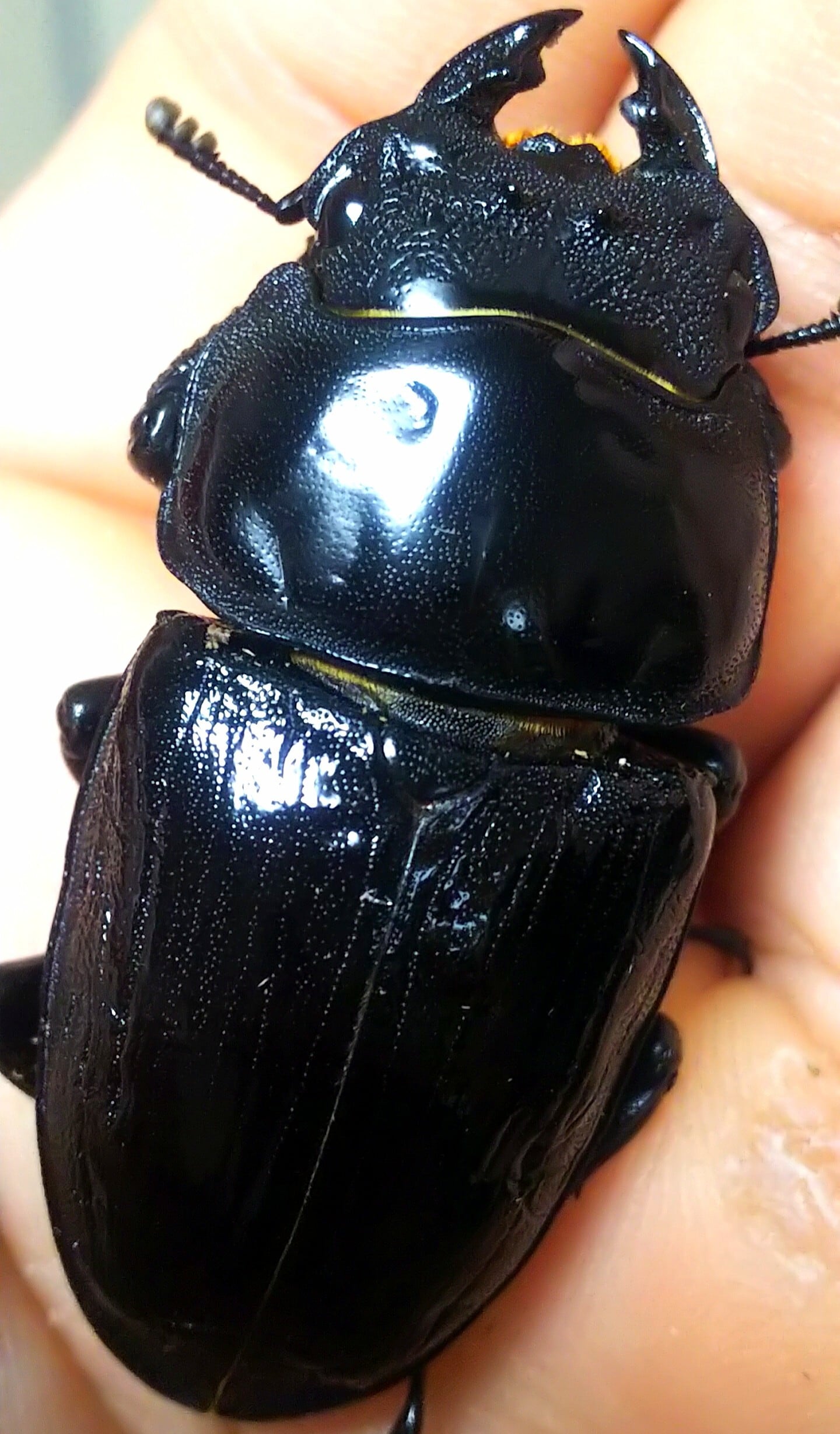 アンタエウスオオクワガタ　85mmペア アンタエウスオオクワガタ 85mmペア