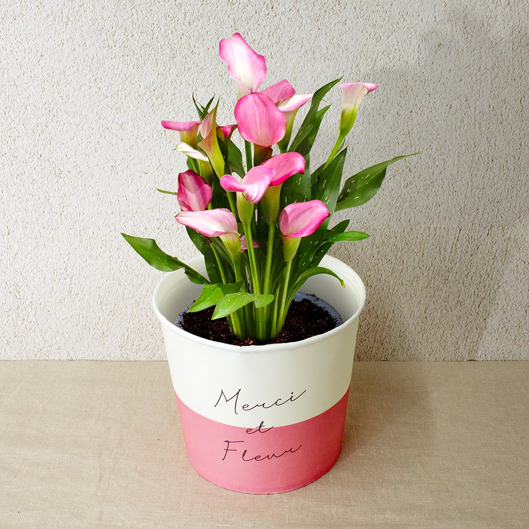 早割10%OFF【2026 Mother's Day HP₋13 カラー鉢植え(ピンク)】母の日|鉢植え|母の日ギフト|母の日 アジサイ|