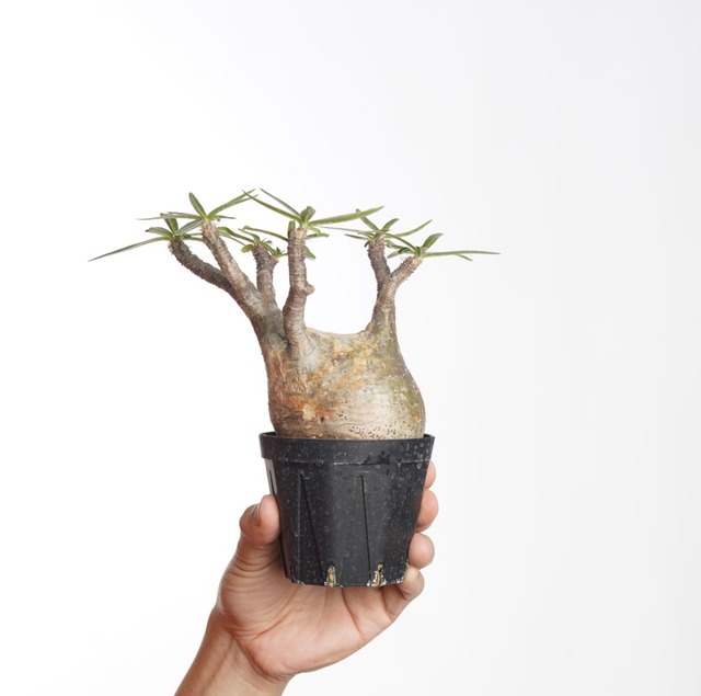 パキポディウム グラキリス no.3〈発根済み〉