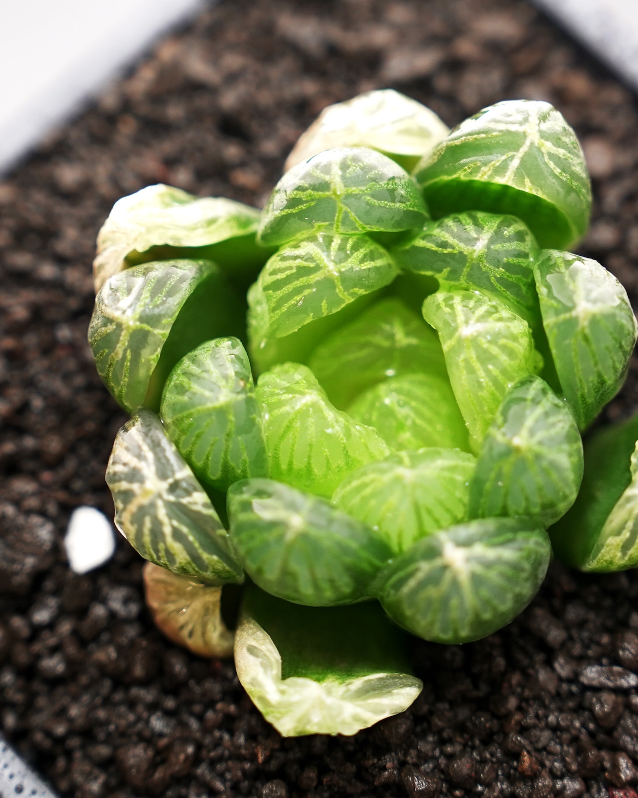 カット苗 ハオルチア オブツーサ ゴースト Haworthia obtusa 'Ghost'