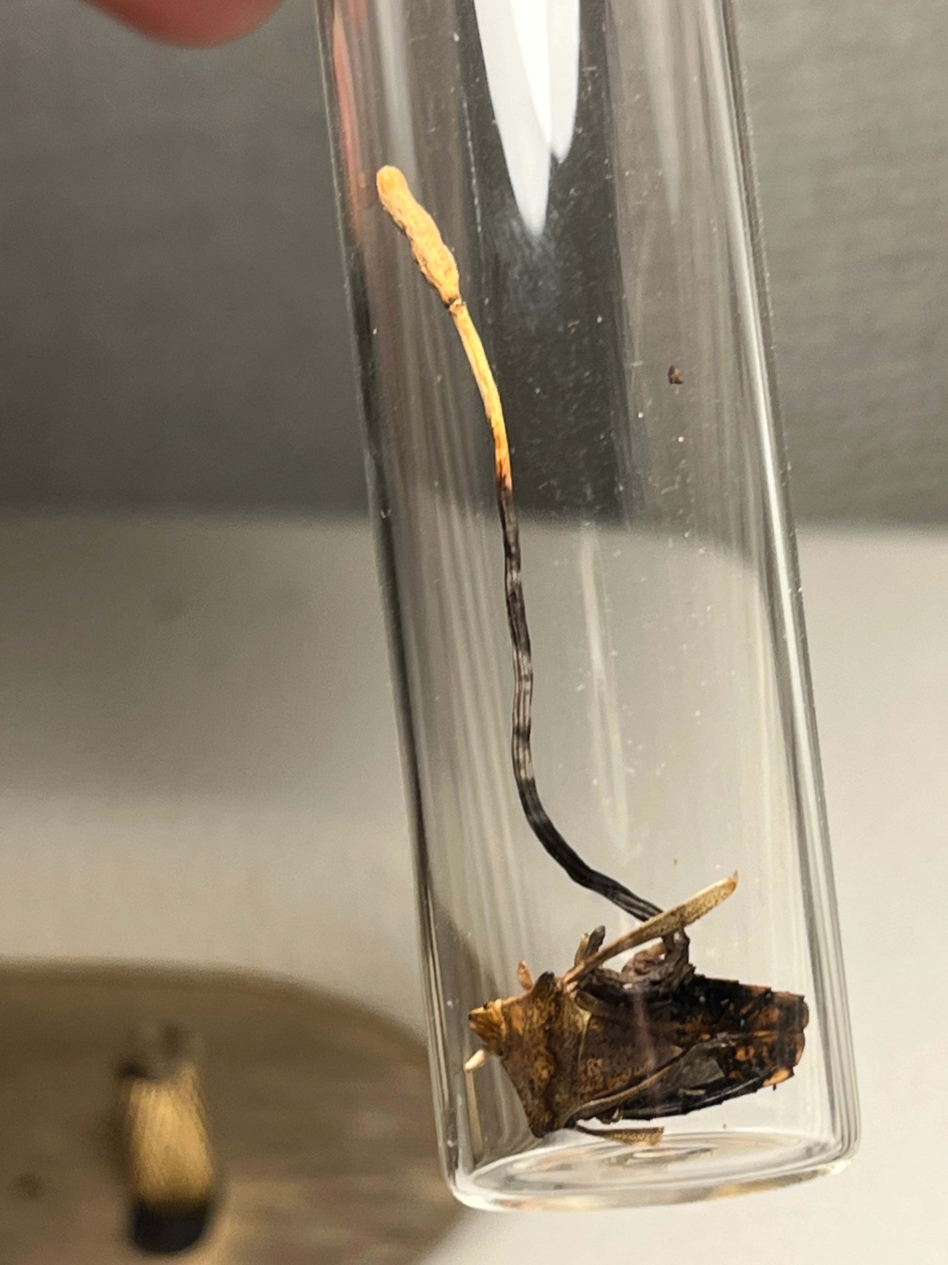 冬虫夏草】カメムシに寄生した冬虫夏草 昆虫標本 多肉植物 エメラルド
