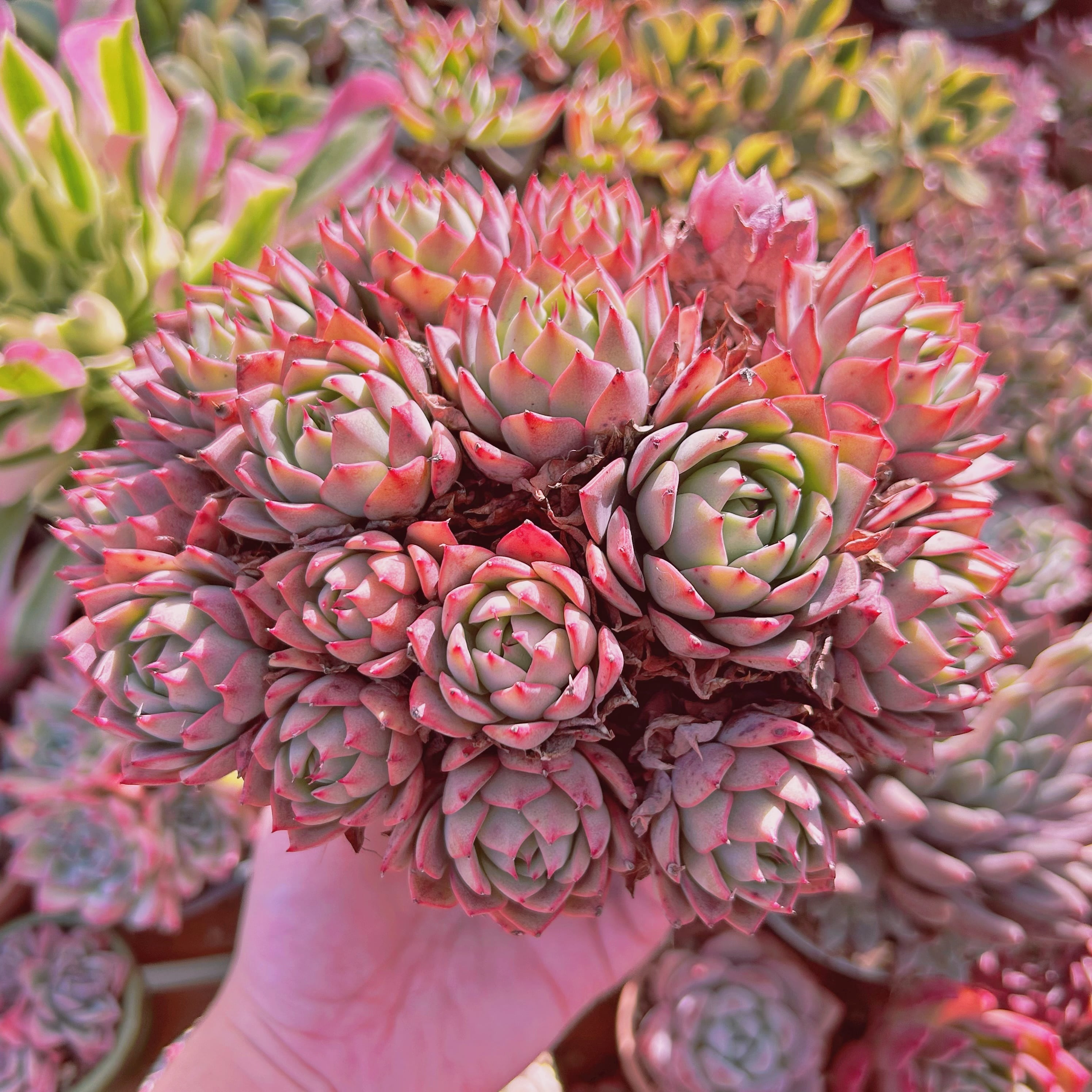 多肉植物　Echeveria 新品種　リンゼアナ　10頭以上　特大群生　 | るる農園~多肉植物専門 powered by BASE