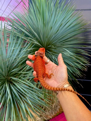 フトアゴヒゲトカゲ・レッドモンスター・ダークレッド♀（国内CB）