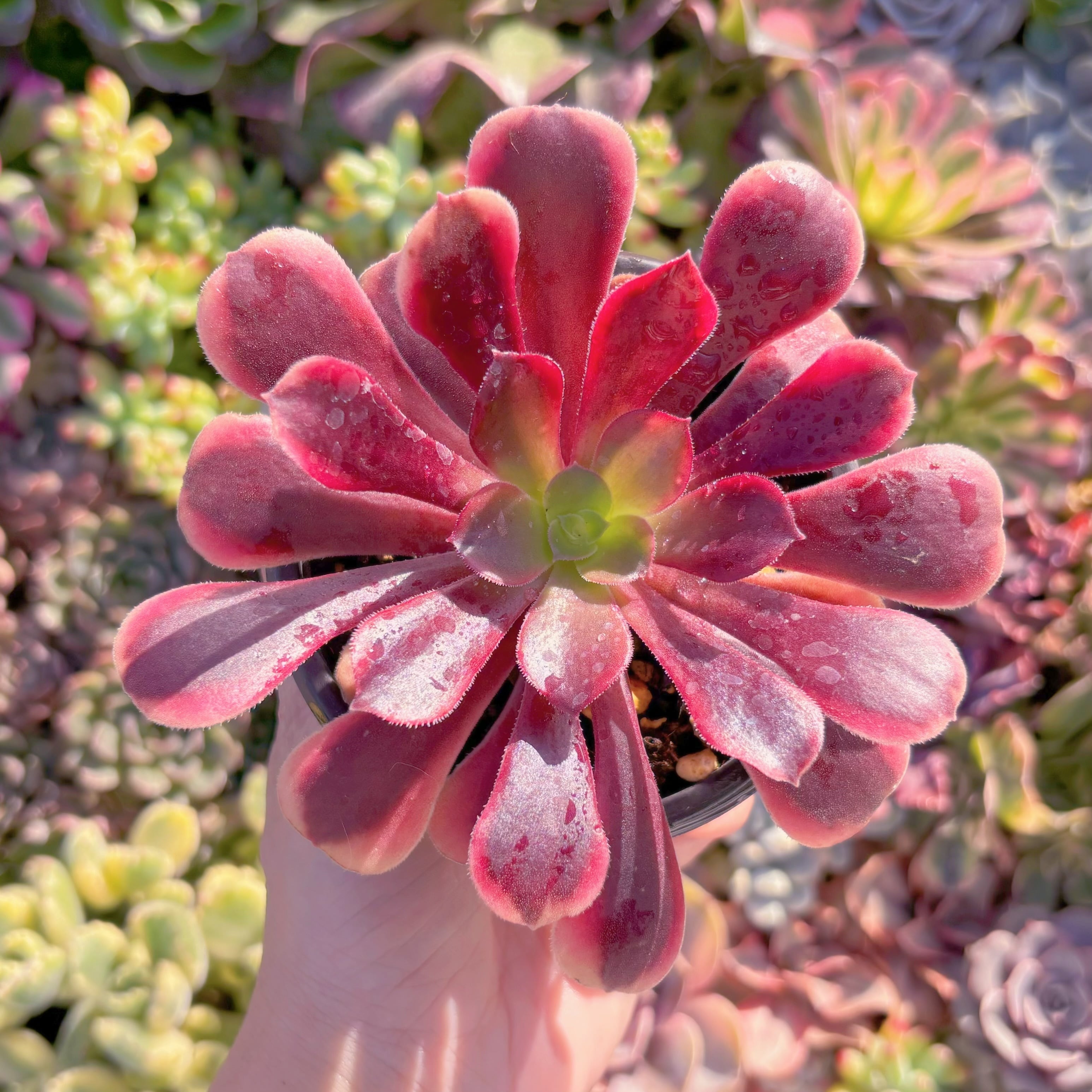 現品　カシミヤバイオレット錦#M186　るる農園