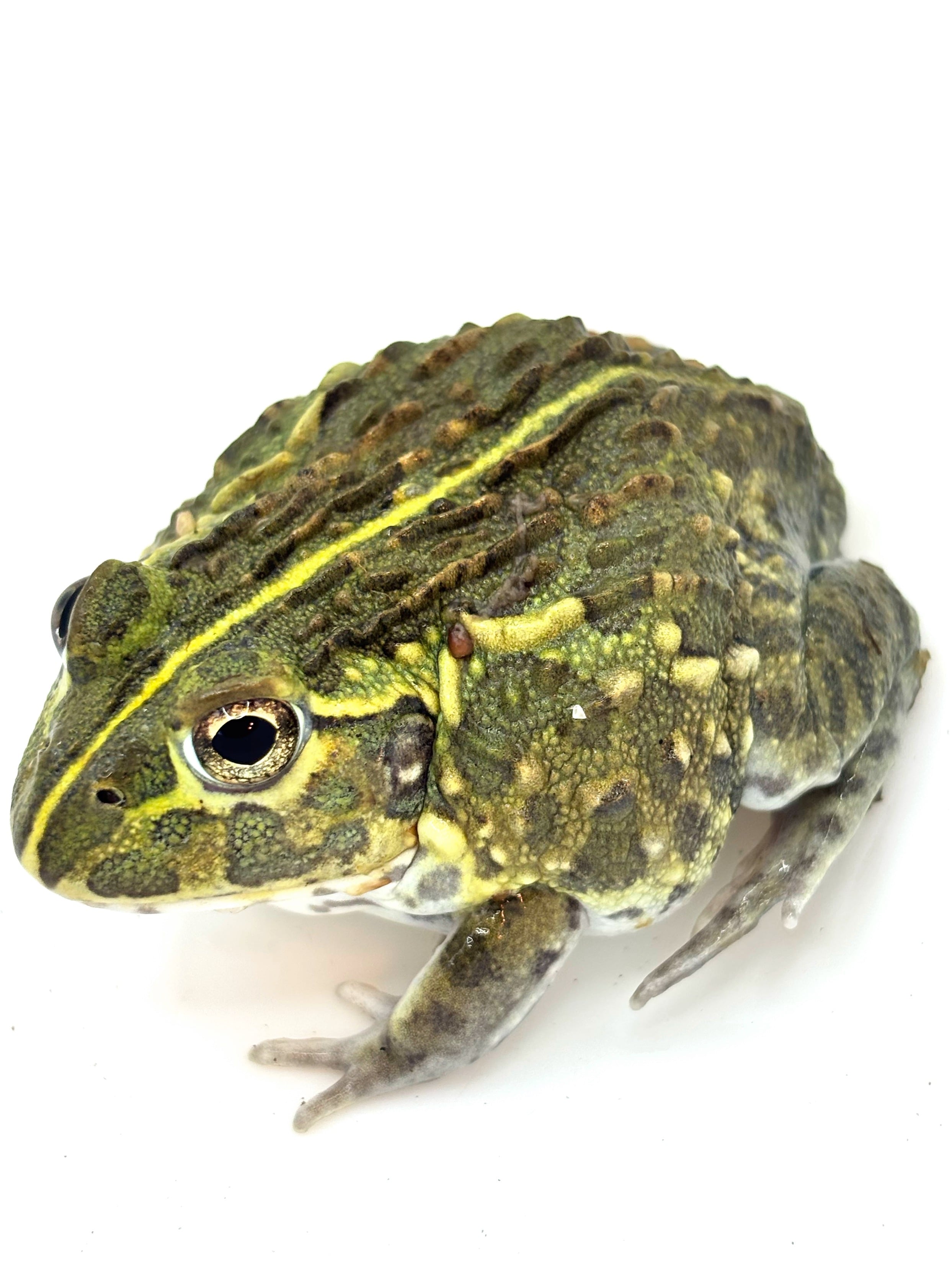 アフリカウシガエル① 1匹 | まるころ商店〜まるくてころころした アフリカウシガエル① 1匹 | まるころ商店〜まるくてころころした