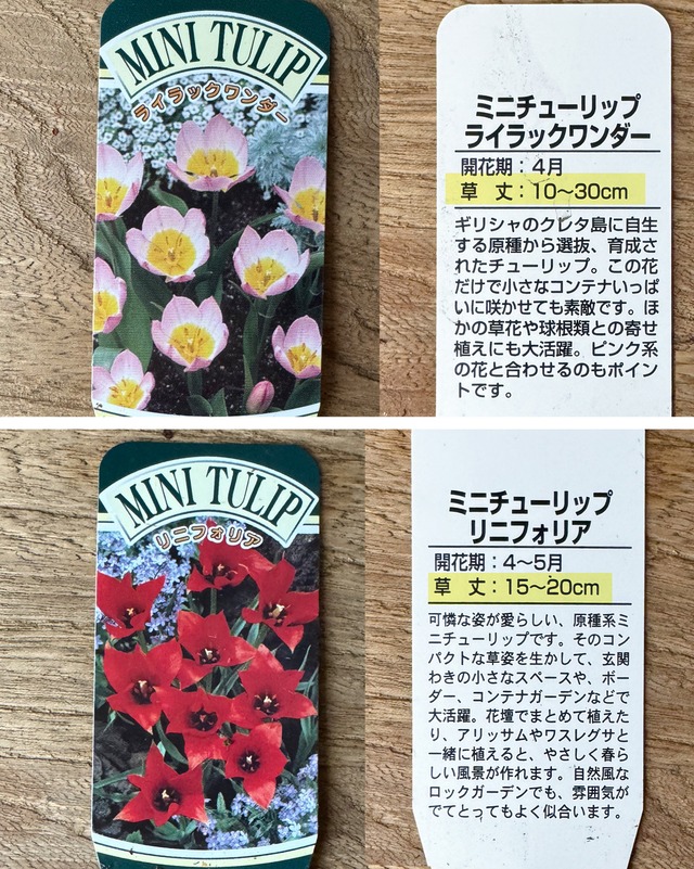 ミニ〜中型  チューリップ　 １球植え　６種類