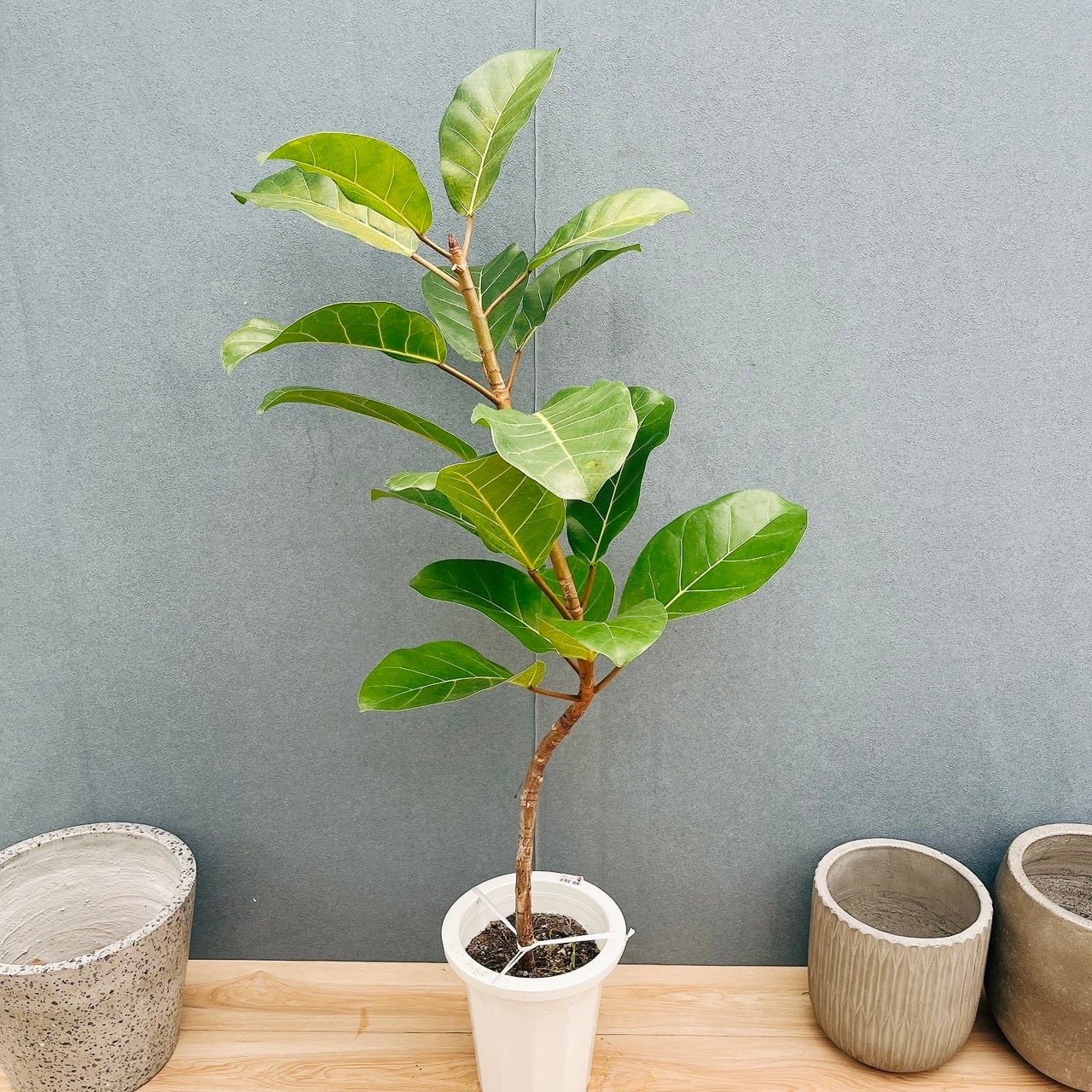 ８寸＊フィカス　アフリカンプリンス＊観葉植物希少インテリアグリーン 現品］【希少】21番 フィカス アフリカンプリンス 8号 観葉植物 室内