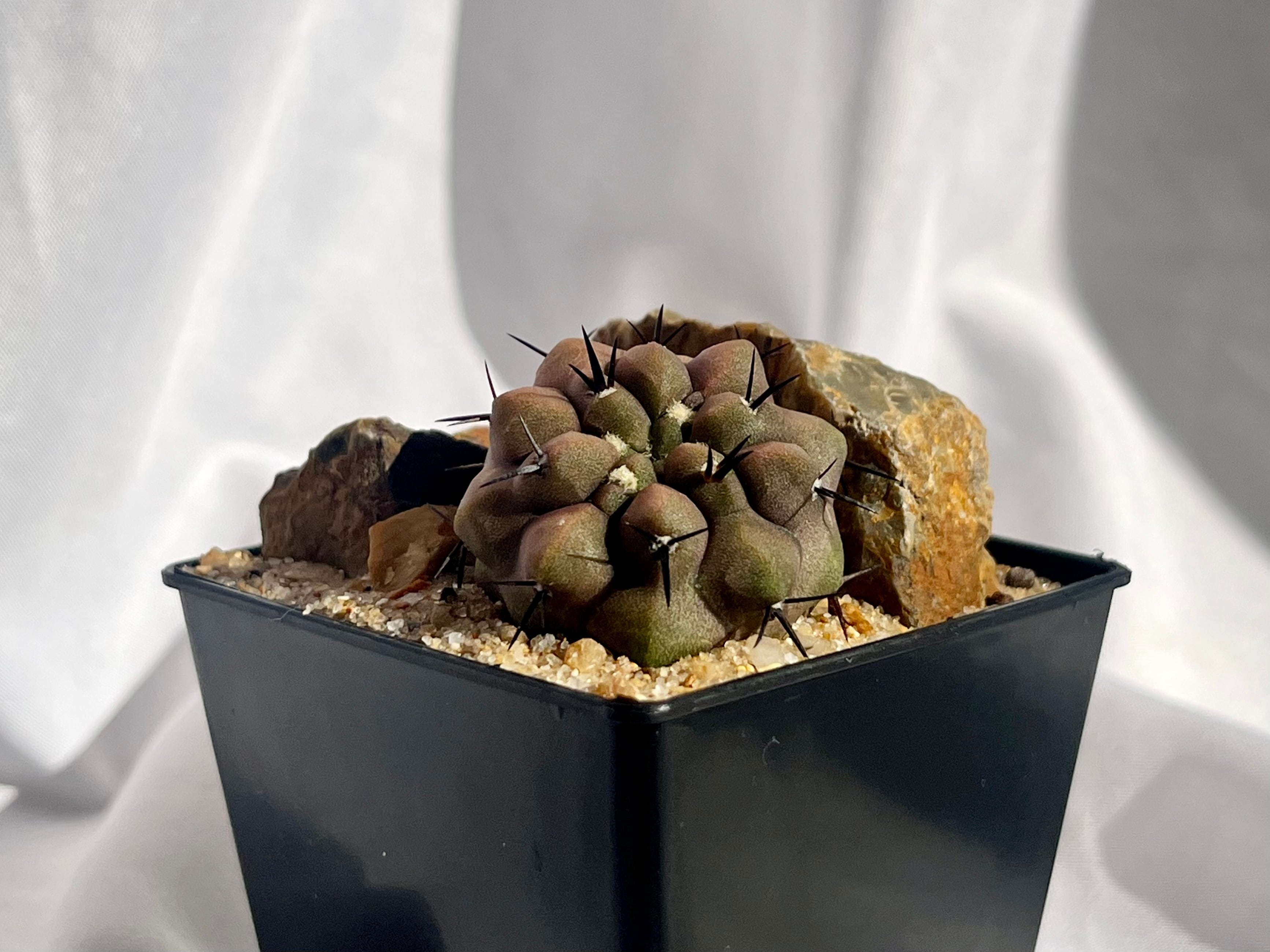 ご注文品 | plants MARU ー 多肉植物・サボテン・園芸グッズのお店 ー