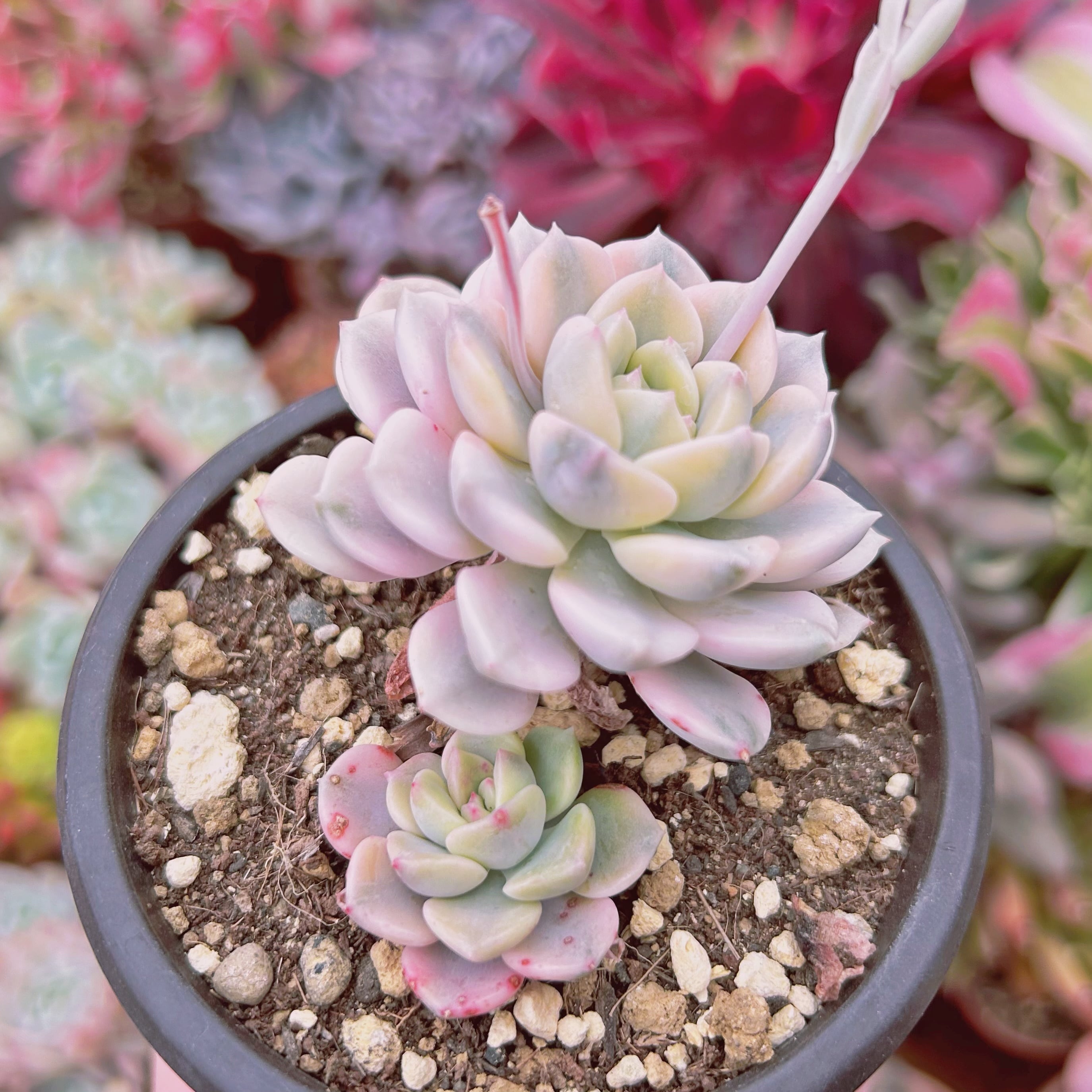 #065現物　多肉植物　ベビードール錦　抜き苗