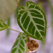 Red Crystallinum × Silver Blush│アンスリウム・レッド クリスタリナム × シルバーブッシュ②│観葉植物