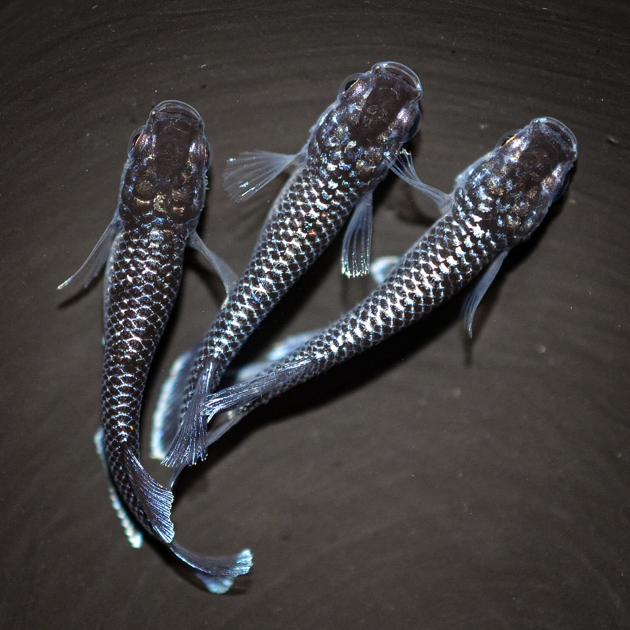 メダカ めだか】ミッドナイトフリル ラメタイプ 稚魚6匹 R-11 【公式