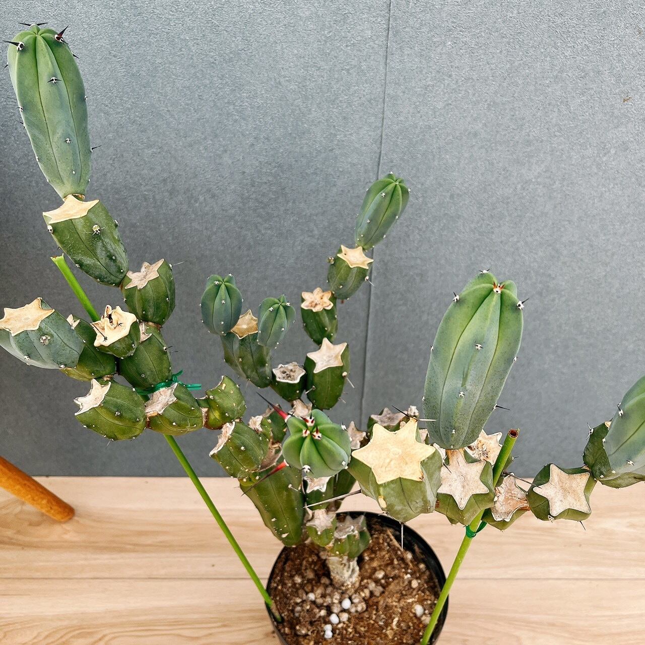 現品］8番 サボテン リュウジンボク ブランチ 観葉植物 室内 おしゃれ