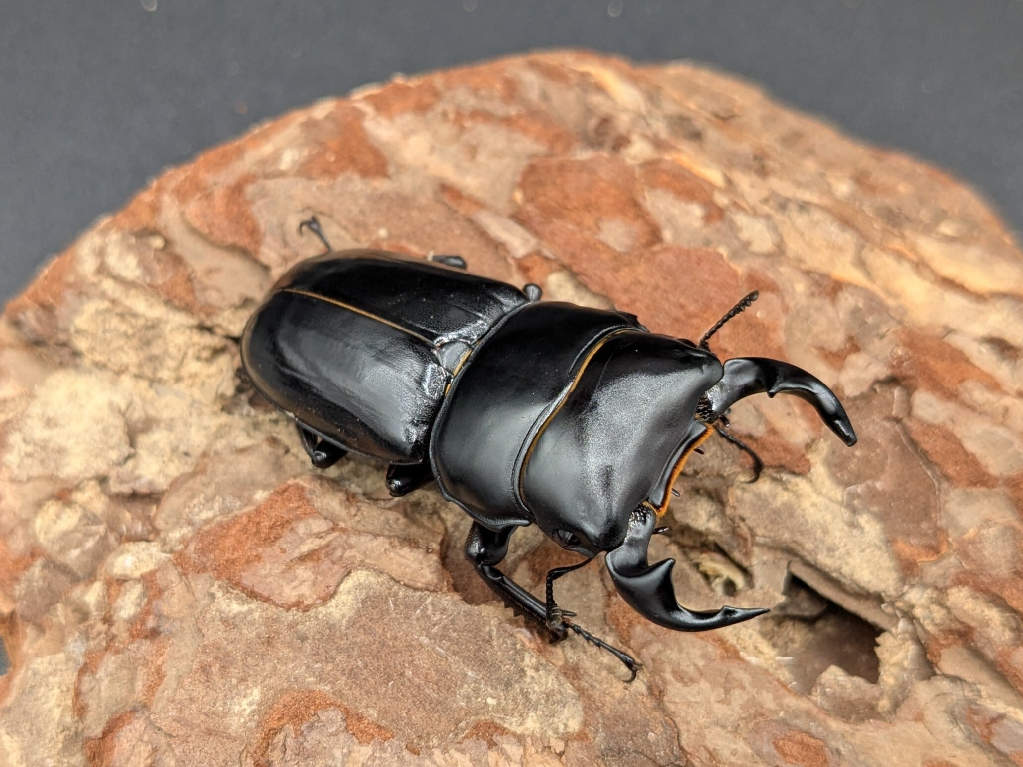 クワガタ、カブトムシ生体 クワガタ生体 | KPW BASE店