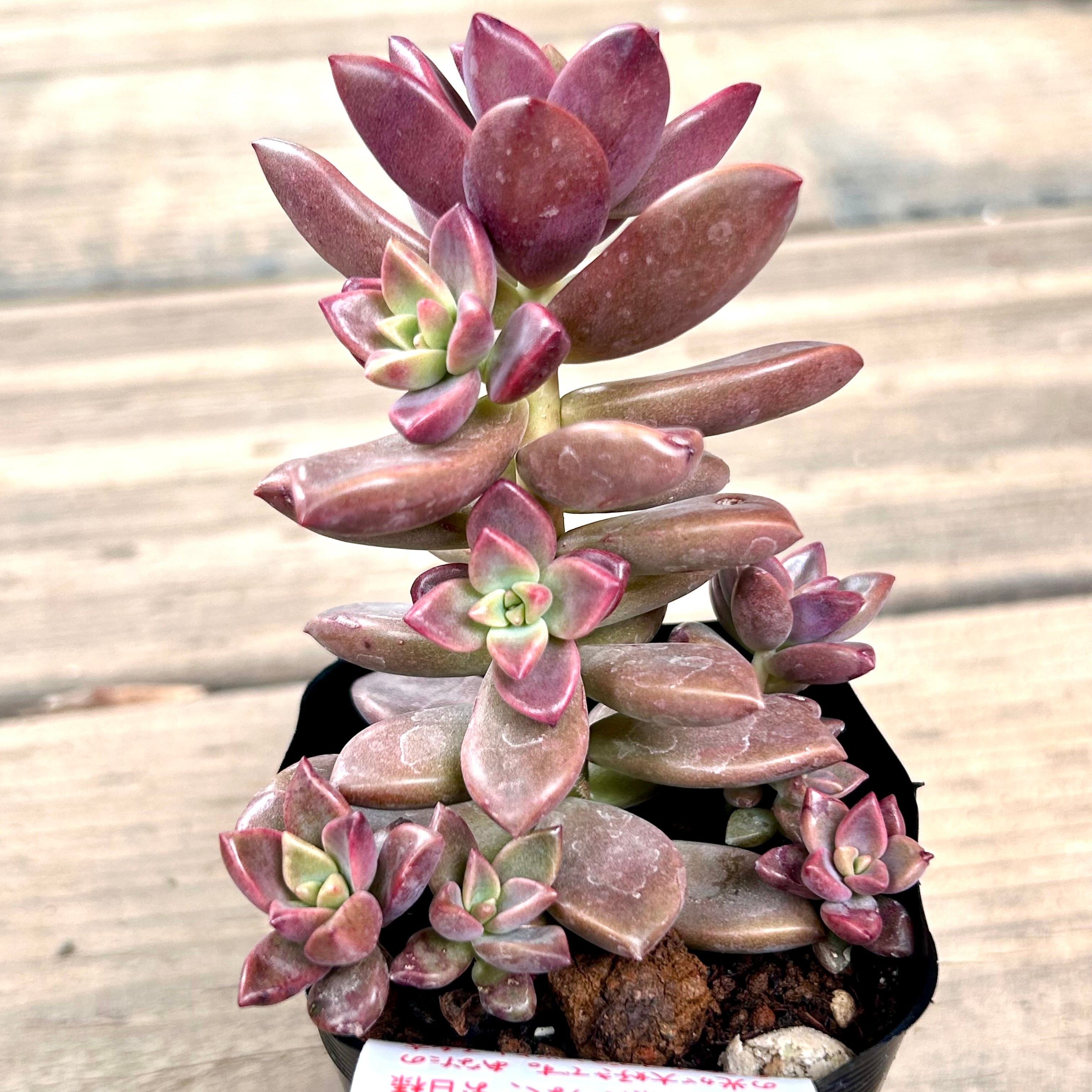 12.【現品 根付き】雷童錦とブロンズ姫6㌢鉢 多肉 12.【現品 根付き】雷童錦とブロンズ姫6㌢鉢 多肉