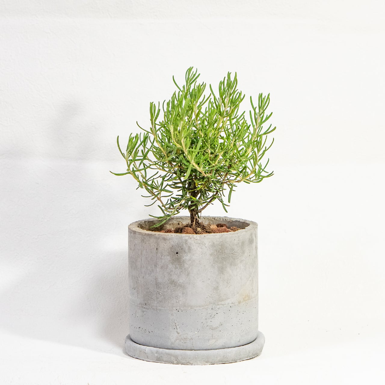 【ミニツリーのような愛らしい樹形】観葉植物・ローズマリー。一株ごとの厳選仕入れで元気な苗をお届け。スタイリッシュな手づくりモルタル鉢／虫発生抑制／全国一律送料850円