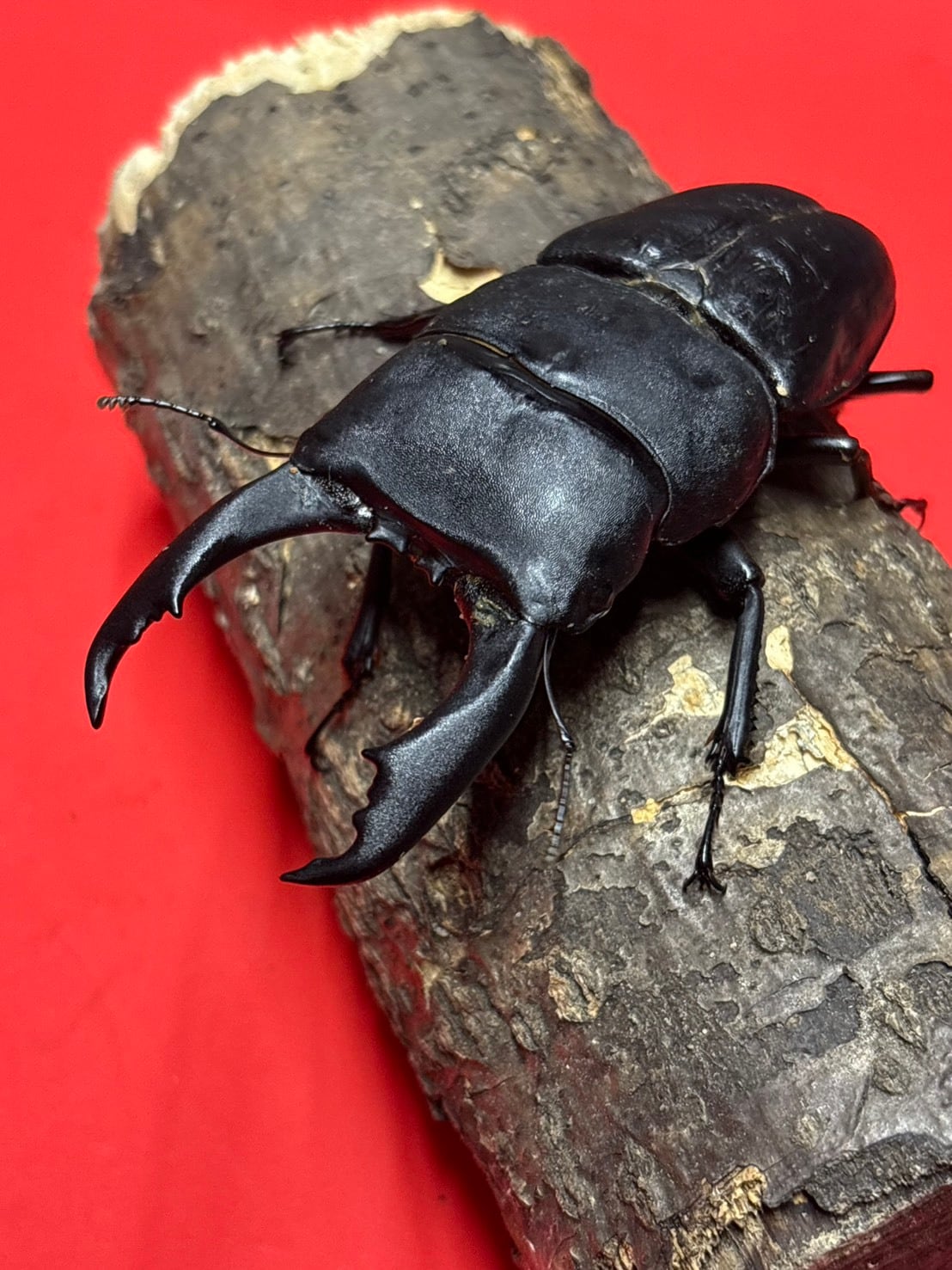 3 マダガスカルのとても珍しい虹色タマムシ（♀） | PAY ID
