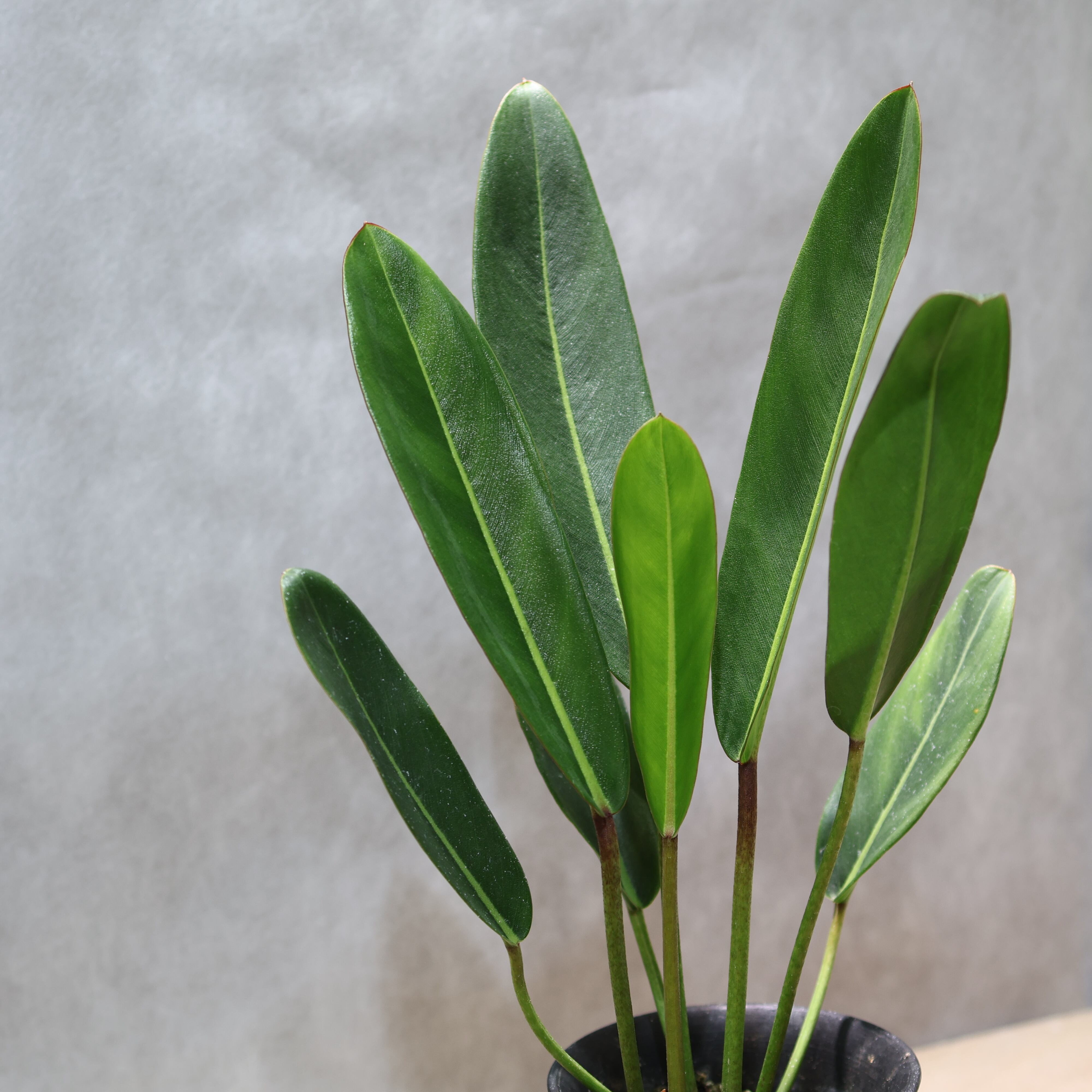 324 線と陰影を愉しむ『フィロデンドロン カロッスム Philodendron