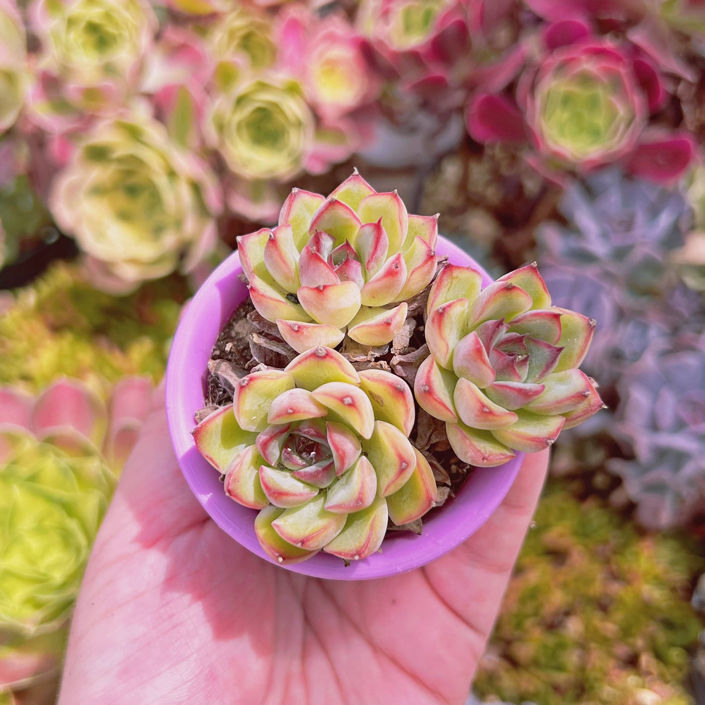 現物　多肉植物　brave　抜き苗