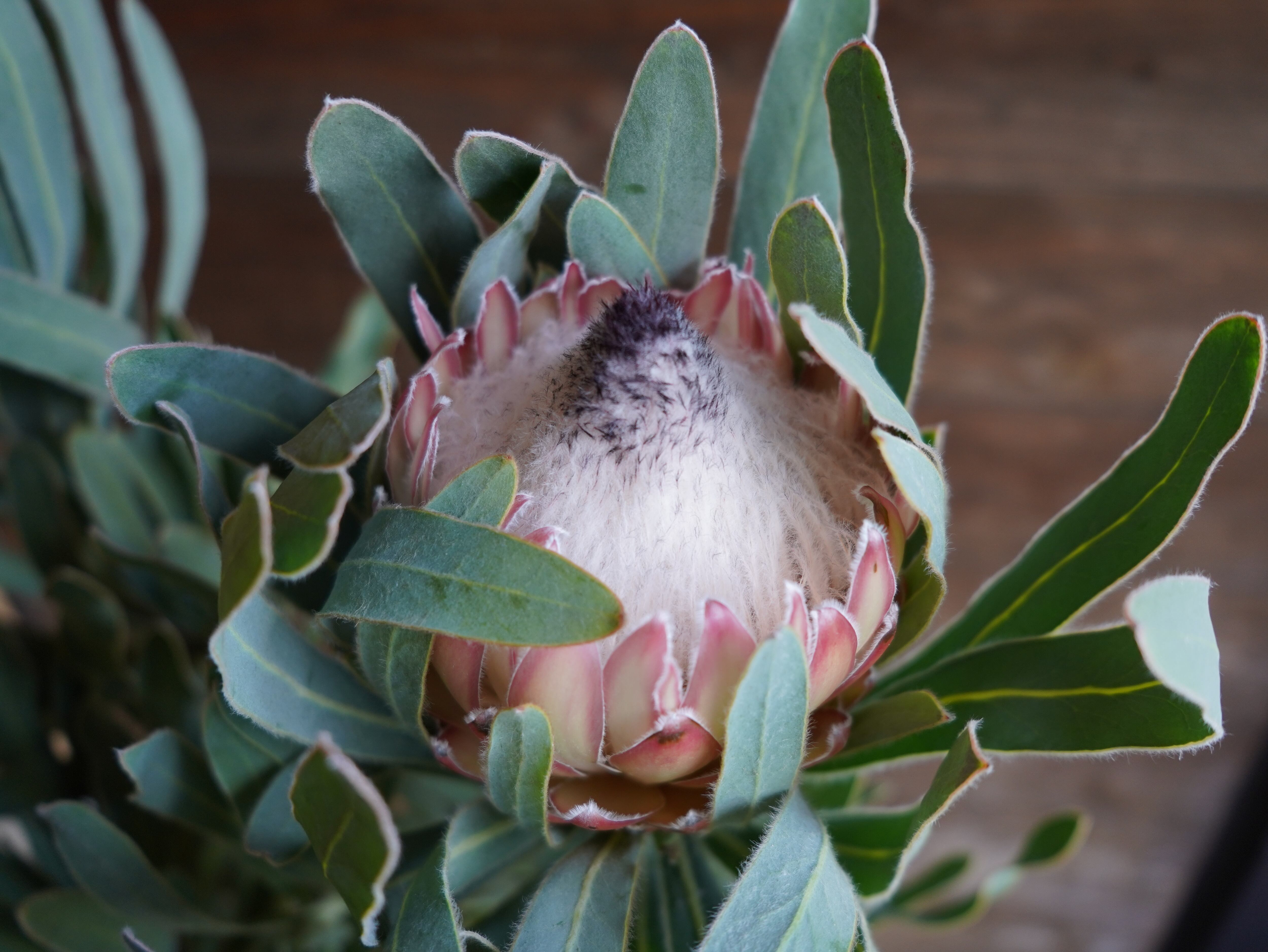 【現物】プロテア　”ポッサムマジック”