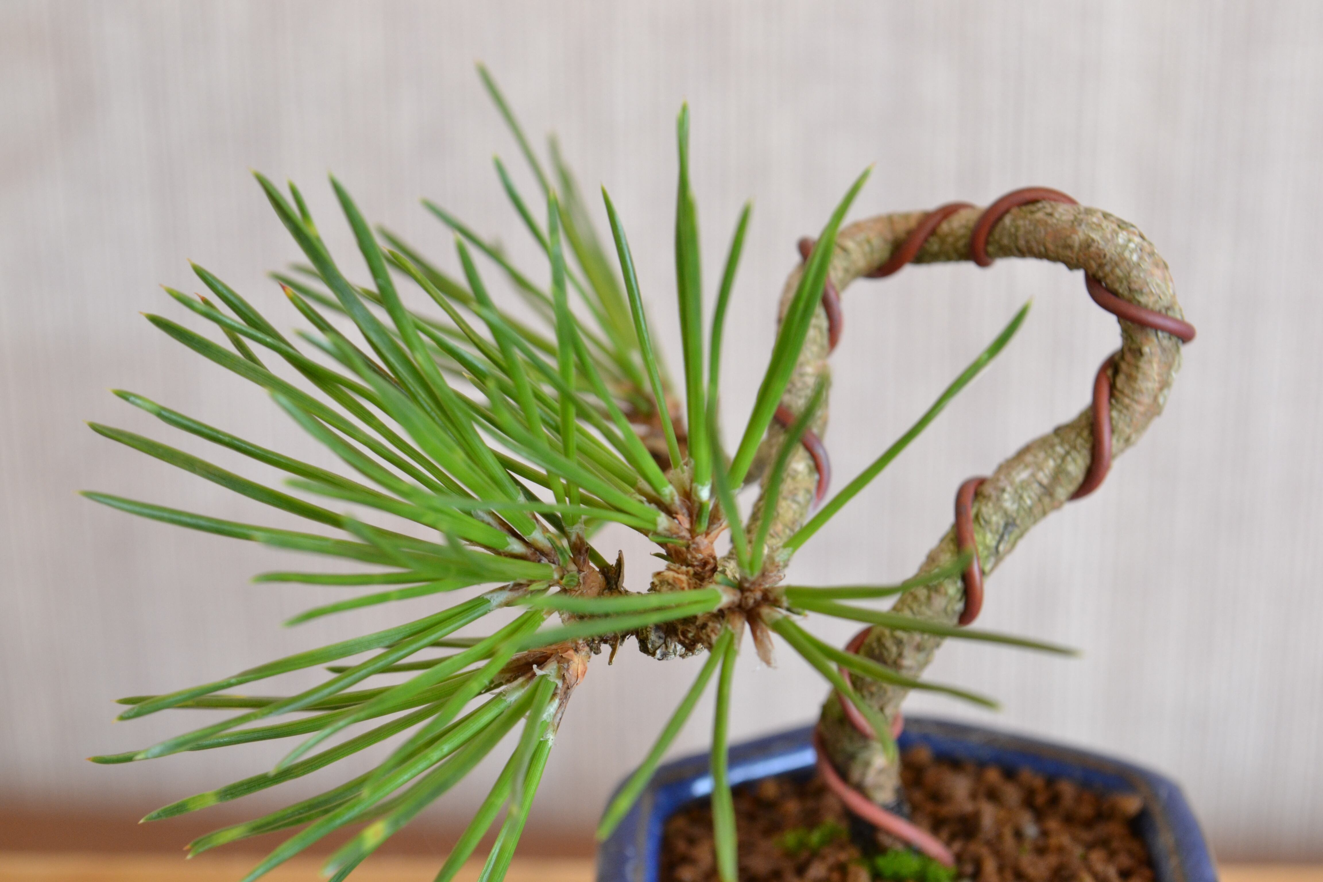 インテリア盆栽「黒松 半懸崖」 | 植物再生工房ReBonsai
