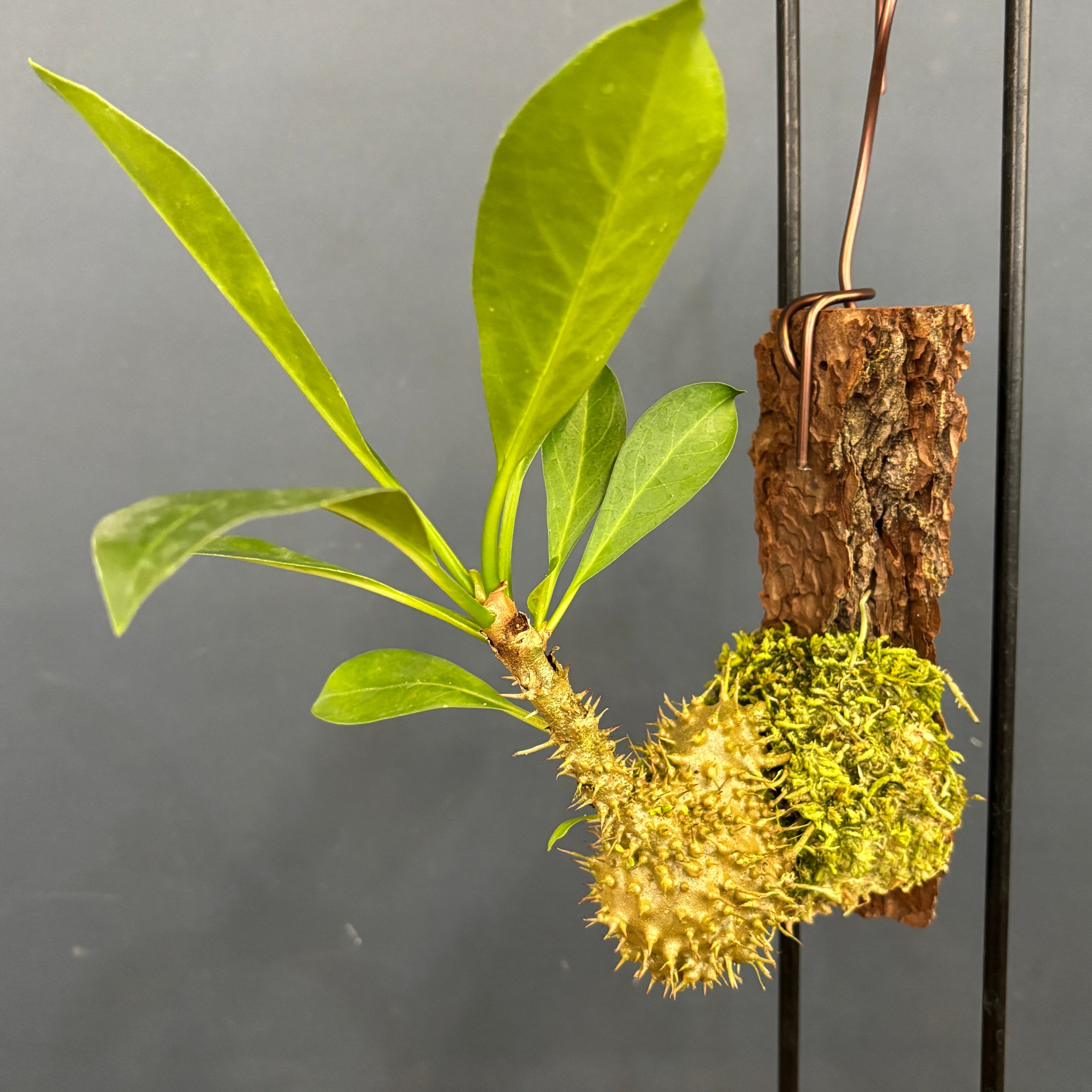 ミルメコディア tuberosa 'papuana'【1064】