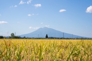 定期便　毎月1回お届け　青森米【はれわたり】白米5kg