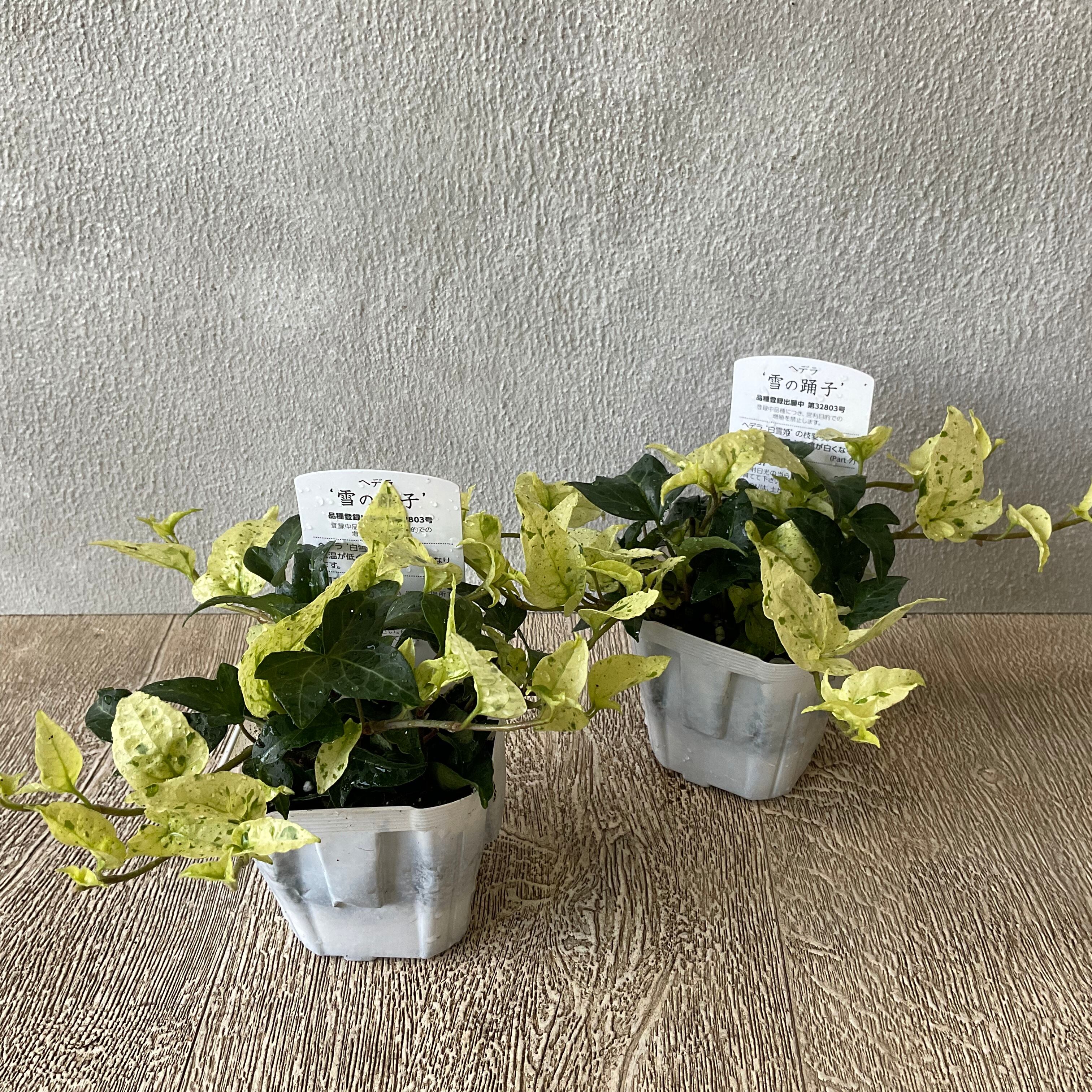 ヘデラ 雪の踊子 橋本種苗園