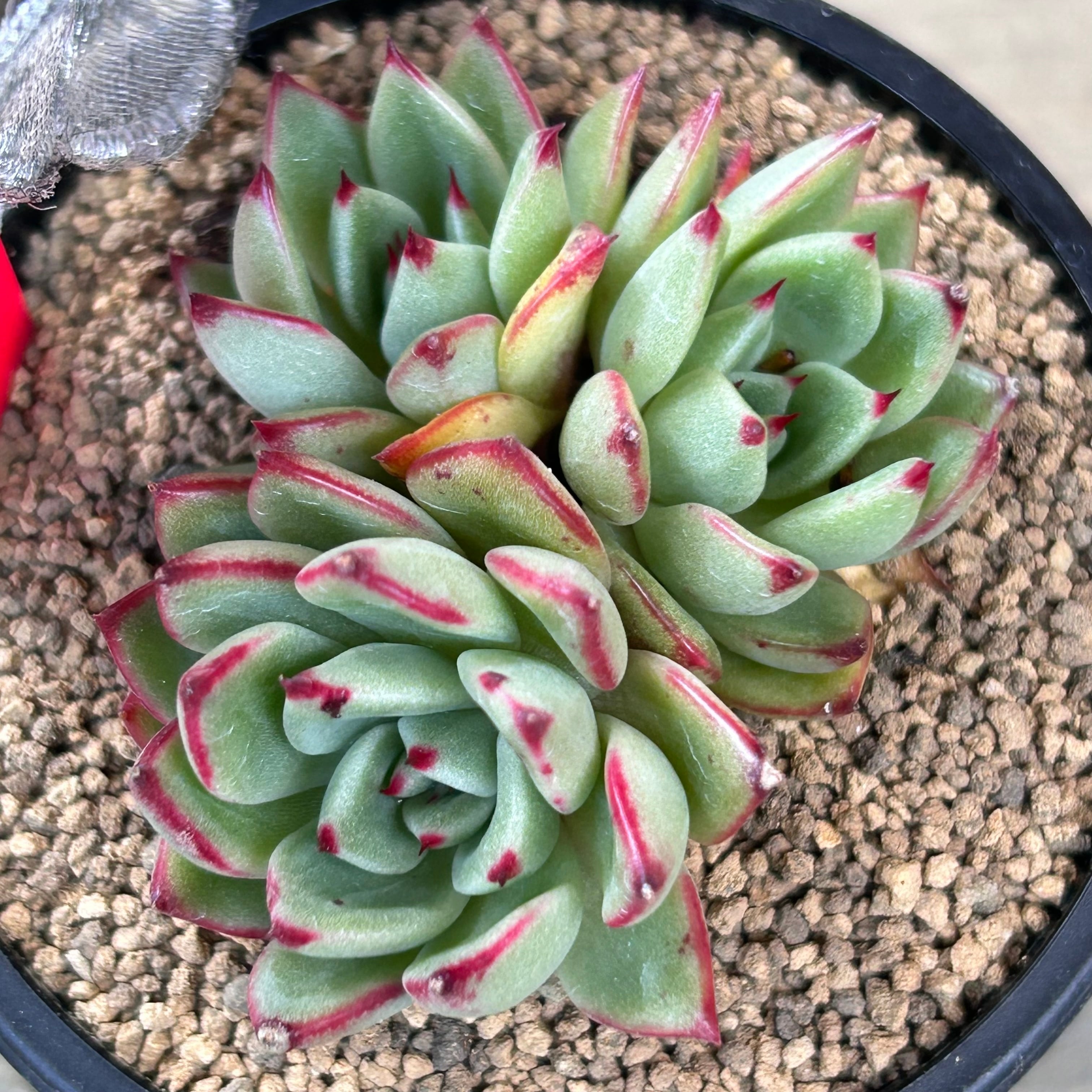 Mimosa Colorata | RuPo 多肉植物専門店