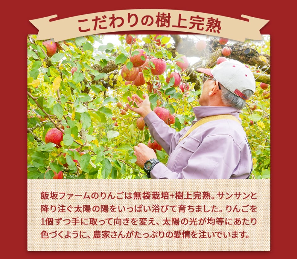 【家庭用・訳あり】りんご サンふじ 5kg