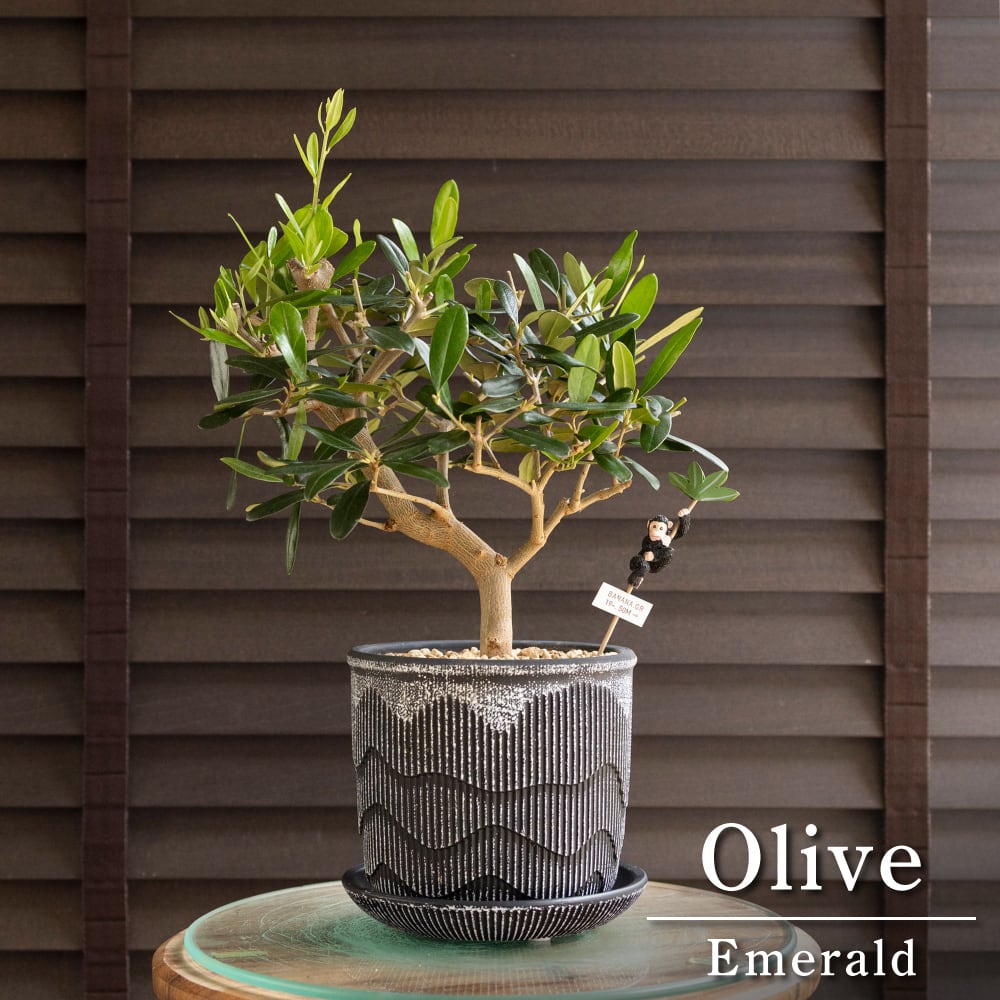 創樹 Olive オリーブの木 SOUJU ピクアル 陶器鉢 オリーブ 盆栽