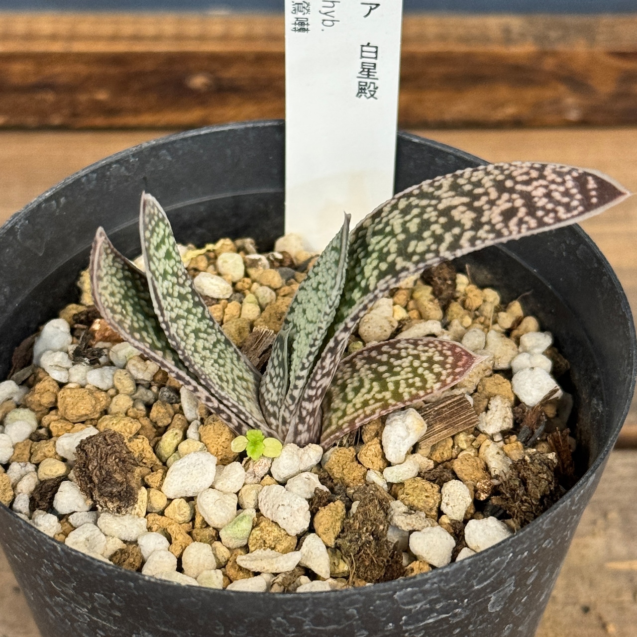 ガステリア 白星殿【975】