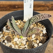 ガステリア 白星殿【975】