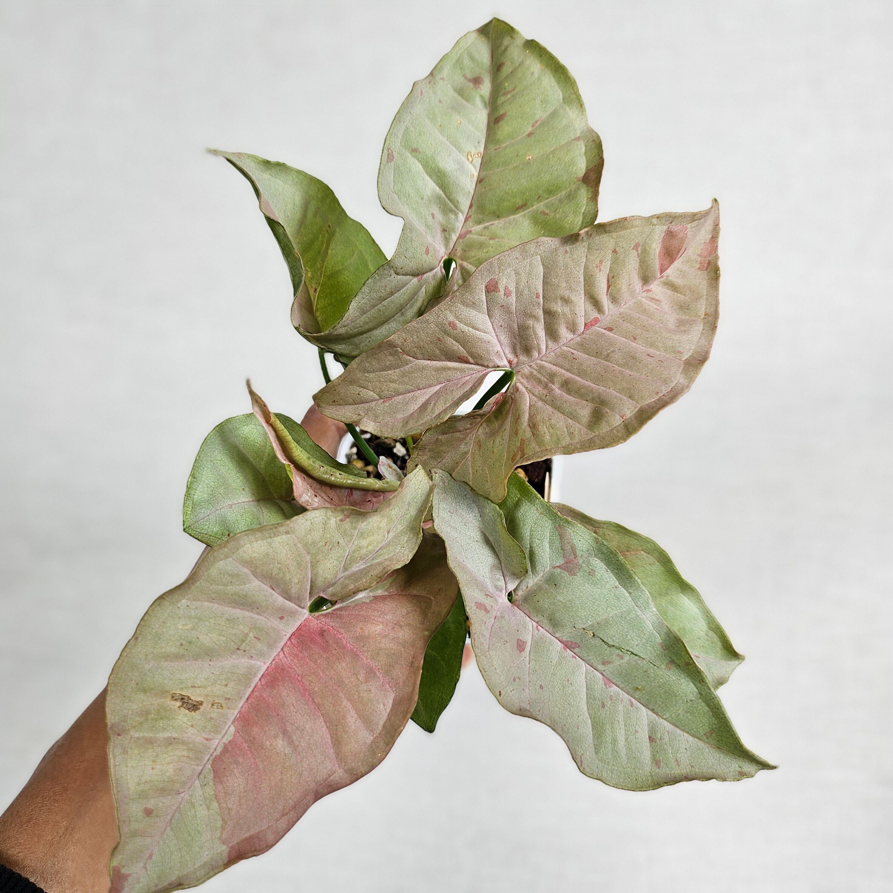 ①《シンゴニウム ピンクスポット 》Syngonium Pink Spot 観葉植物 ポット発送