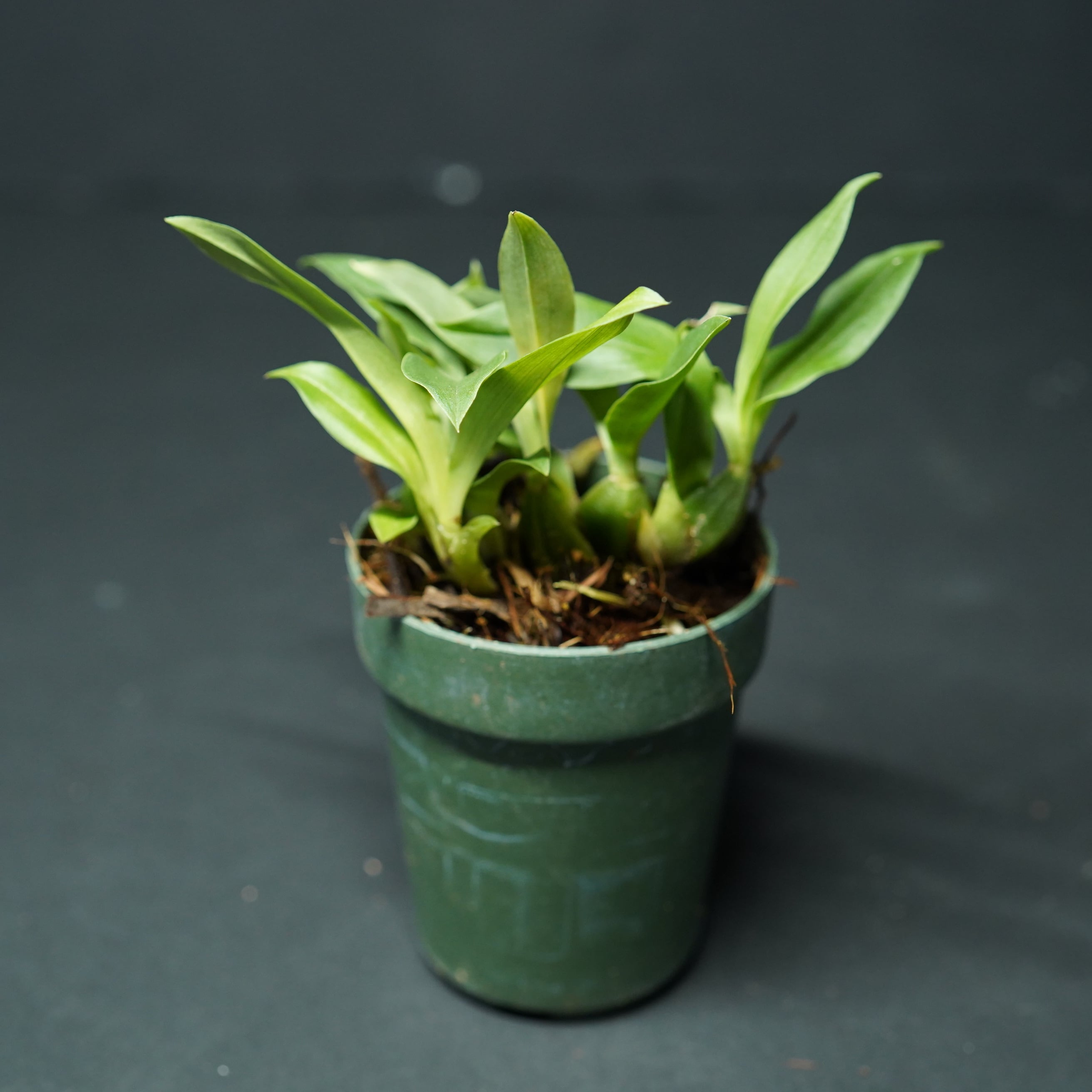プロメナエア レンティギノーサ Promenaea lentiginosa【着生ラン】テラリウム・着生向き