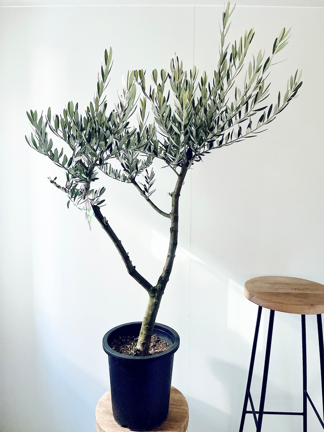 【一点もの】創樹 SOUJU オリーブ ピクアル 観葉植物 calm cafe