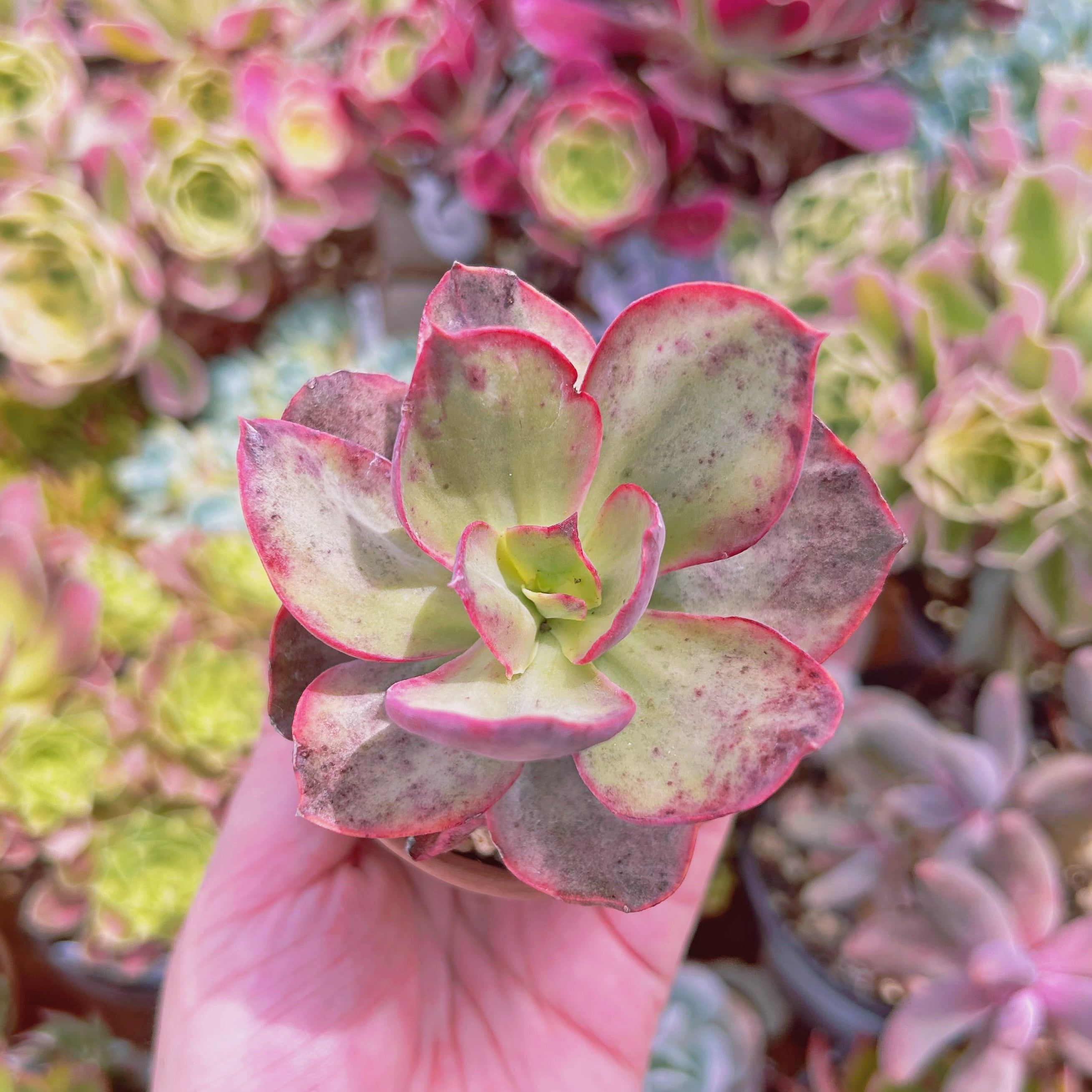 現物　多肉植物　スヨン錦　抜き苗