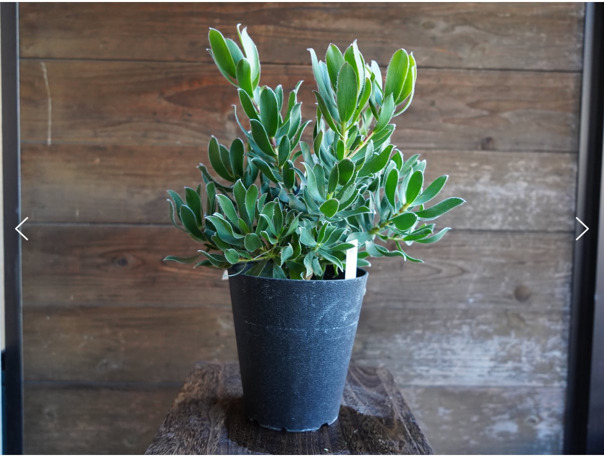 ＜専用＞　２点おまとめ